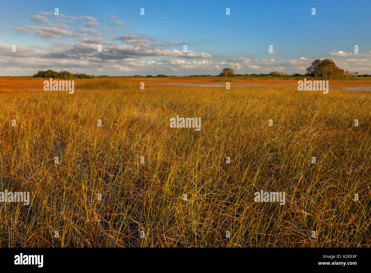 Sawgrass florida hires stock photography and images Alamy