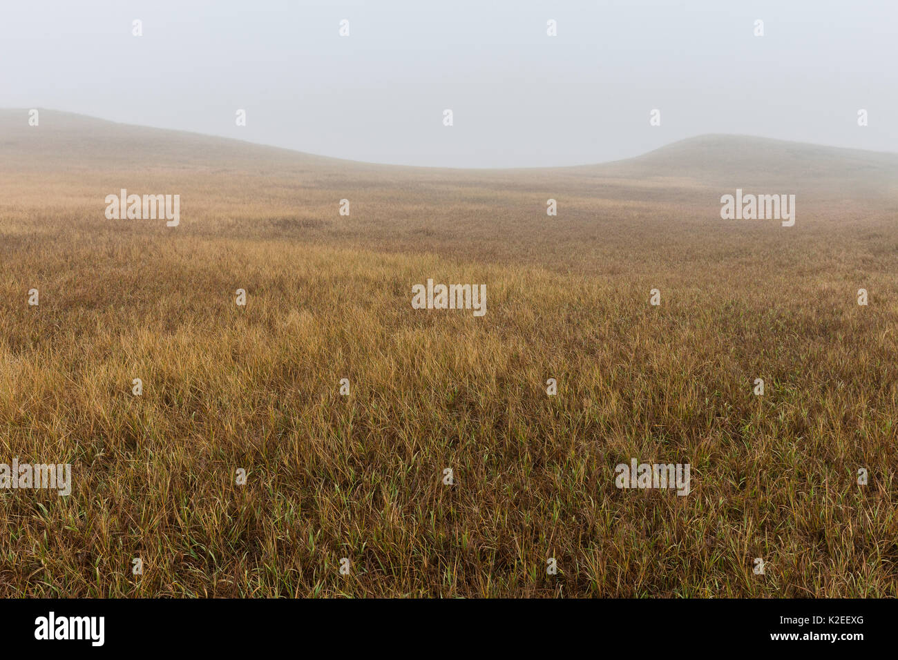 Prairie grassland in mist, Badlands National Park, South Dakota, USA Stock Photo