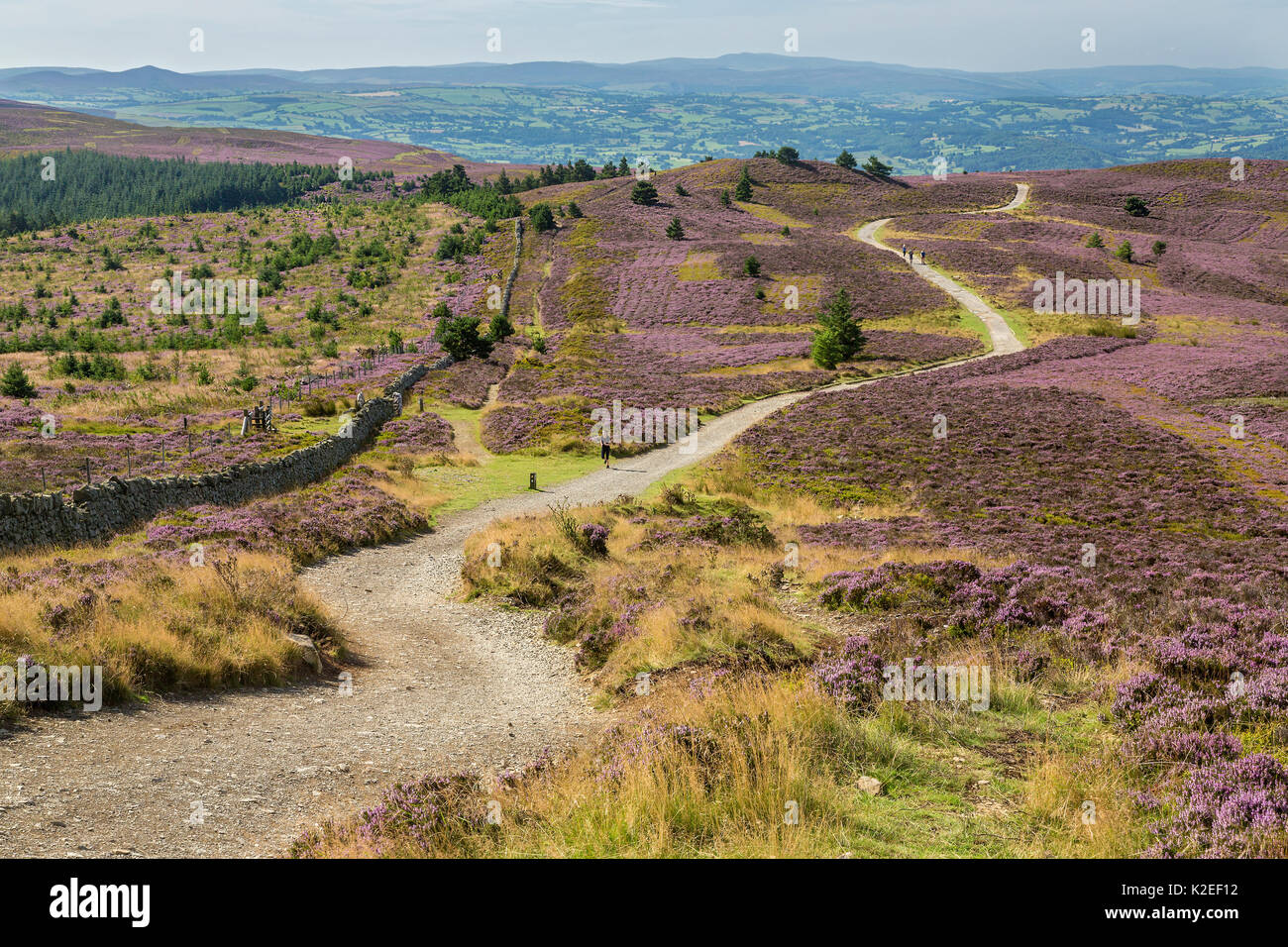 Offa's Dyke path viewed from the summit of Moel Famau in the Clwydian Mountain Range with the Vale of Clwyd in the distance, North Wales, UK, August. Stock Photo