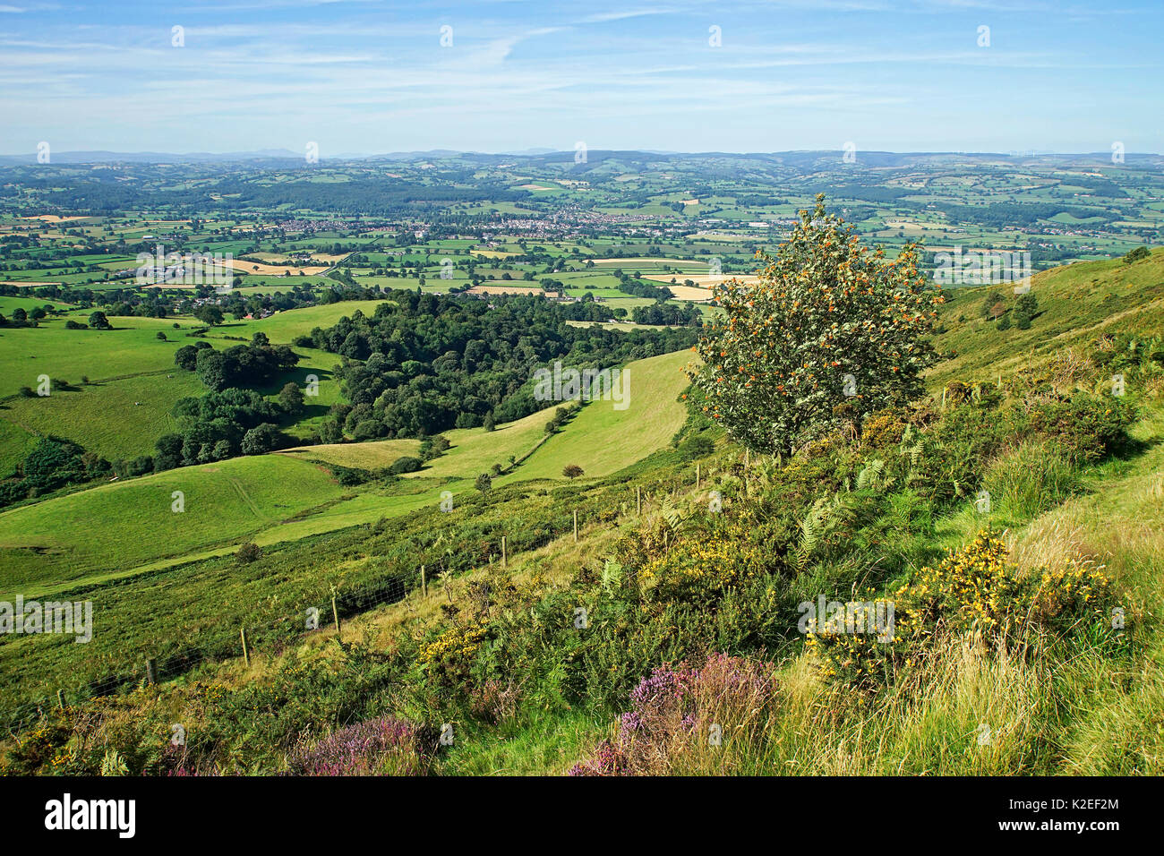 View looking west across the Vale of Clwyd from the Offa's Dyke path leading to the summit of Moel Famau in the Clwydian Mountain Range with the town of Ruthin in the center, North Wales, UK, August. Stock Photo
