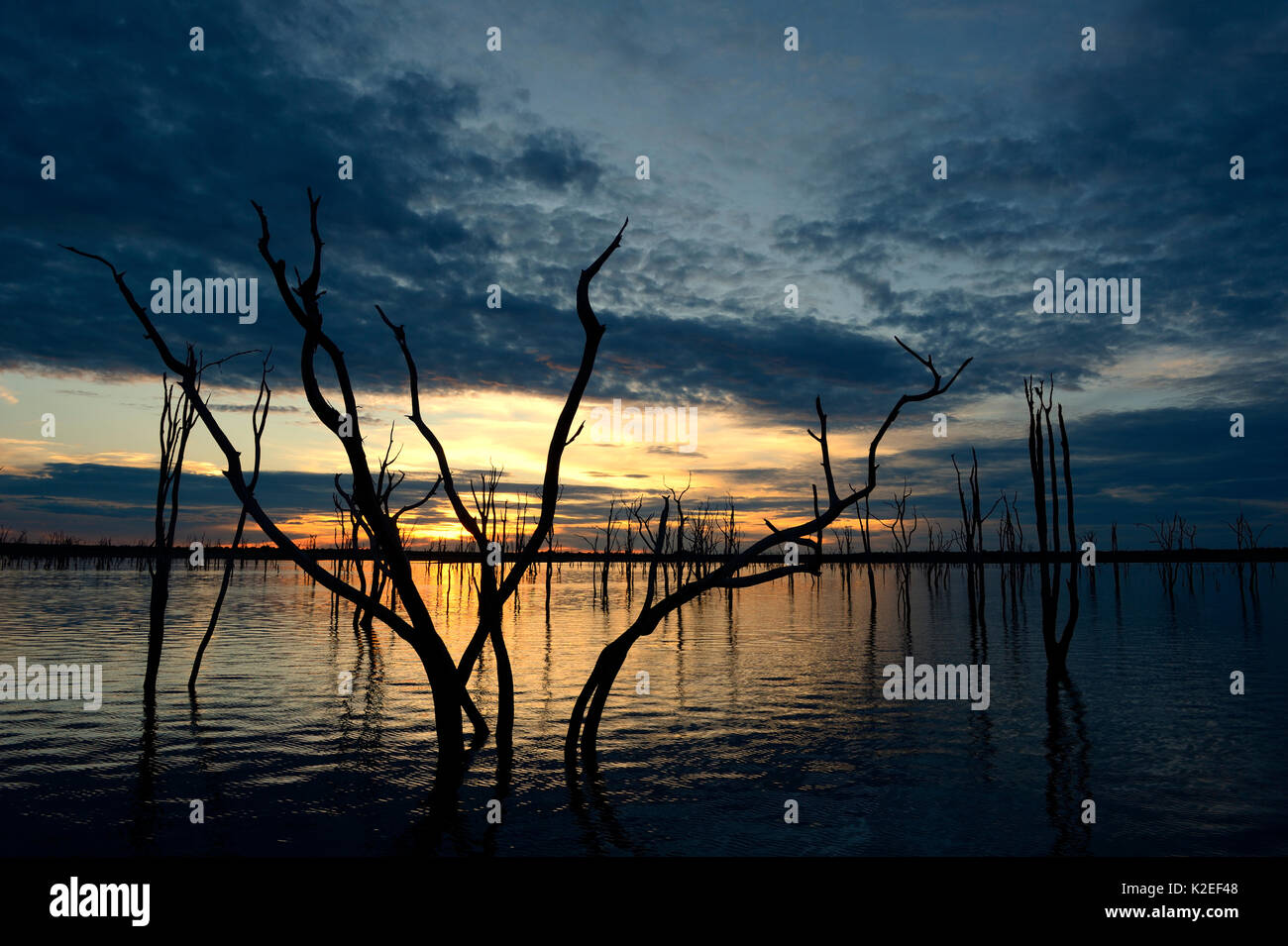 Dead Mopane trees (Colophospermum mopane) partially submerged in Lake Kariba at sunset, Matusadona National Park, Zimbabwe Stock Photo