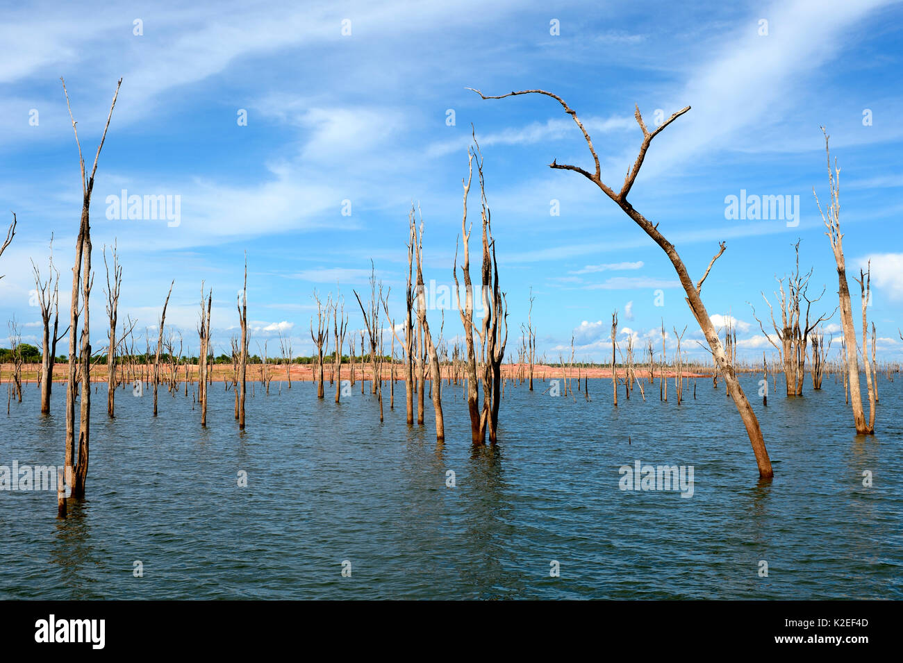 Dead Mopane trees (Colophospermum mopane) partially submerged in Lake Kariba, Matusadona National Park, Zimbabwe Stock Photo