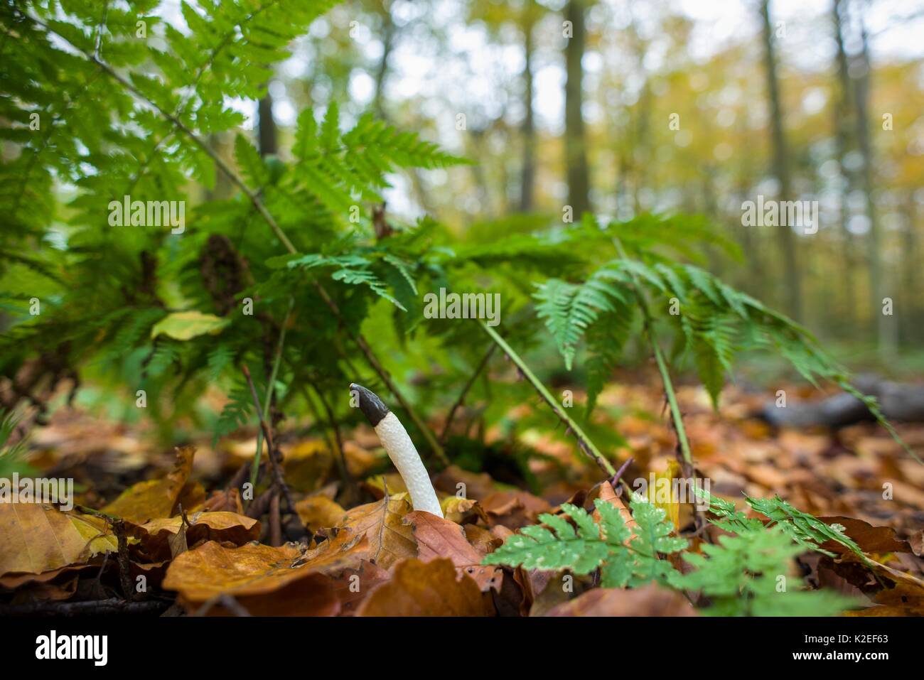 Dog Stinkhorn (Mutinus caninus) growing in leaf litter in beech woodland, England, UK October Stock Photo