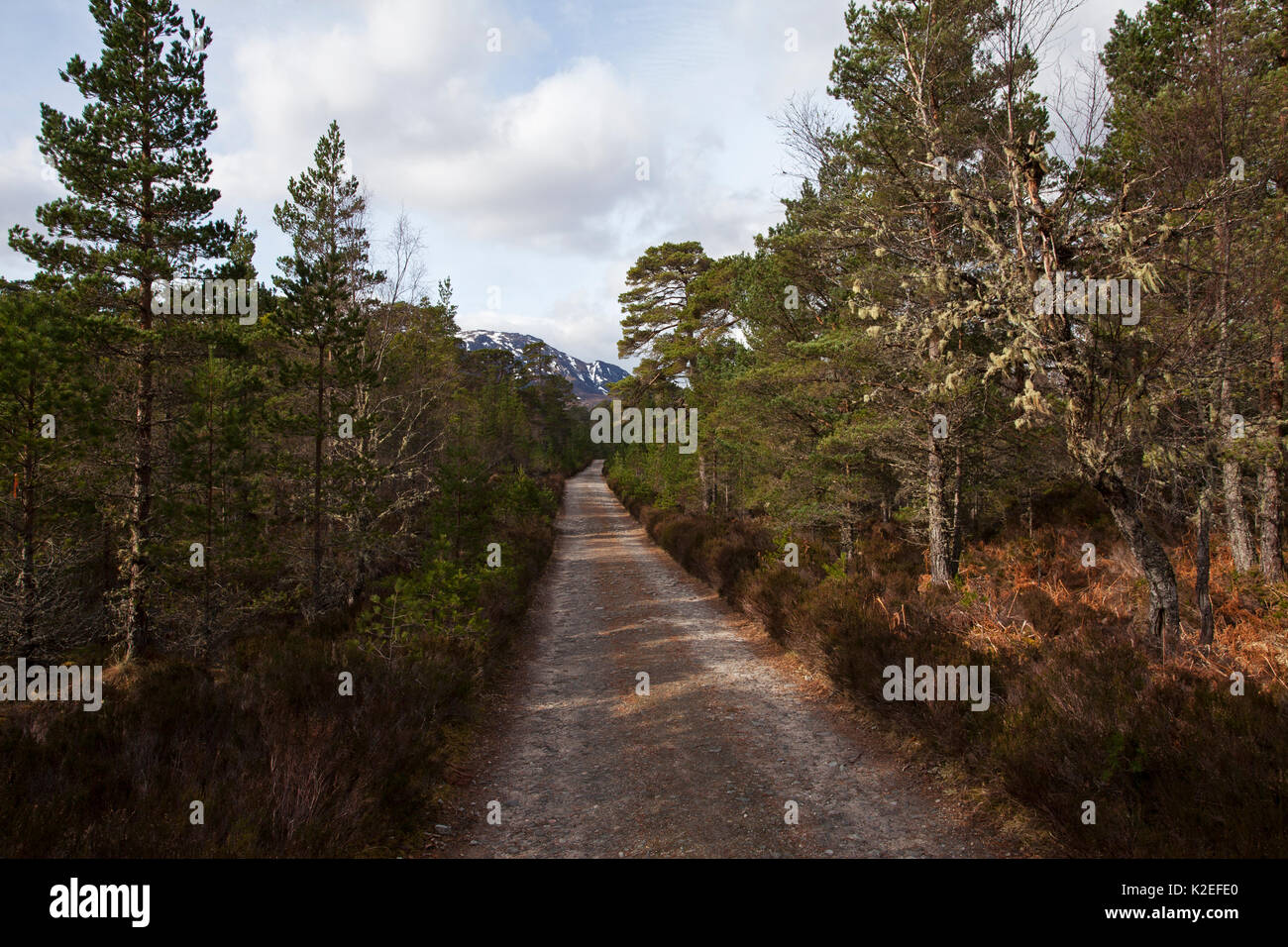 Ancient Scots pines (Pinus sylvestris) beside the Kintail Way long distance footpath. Glen Affric National Nature Reserve, Highlands, Scotland, April 2015. Stock Photo