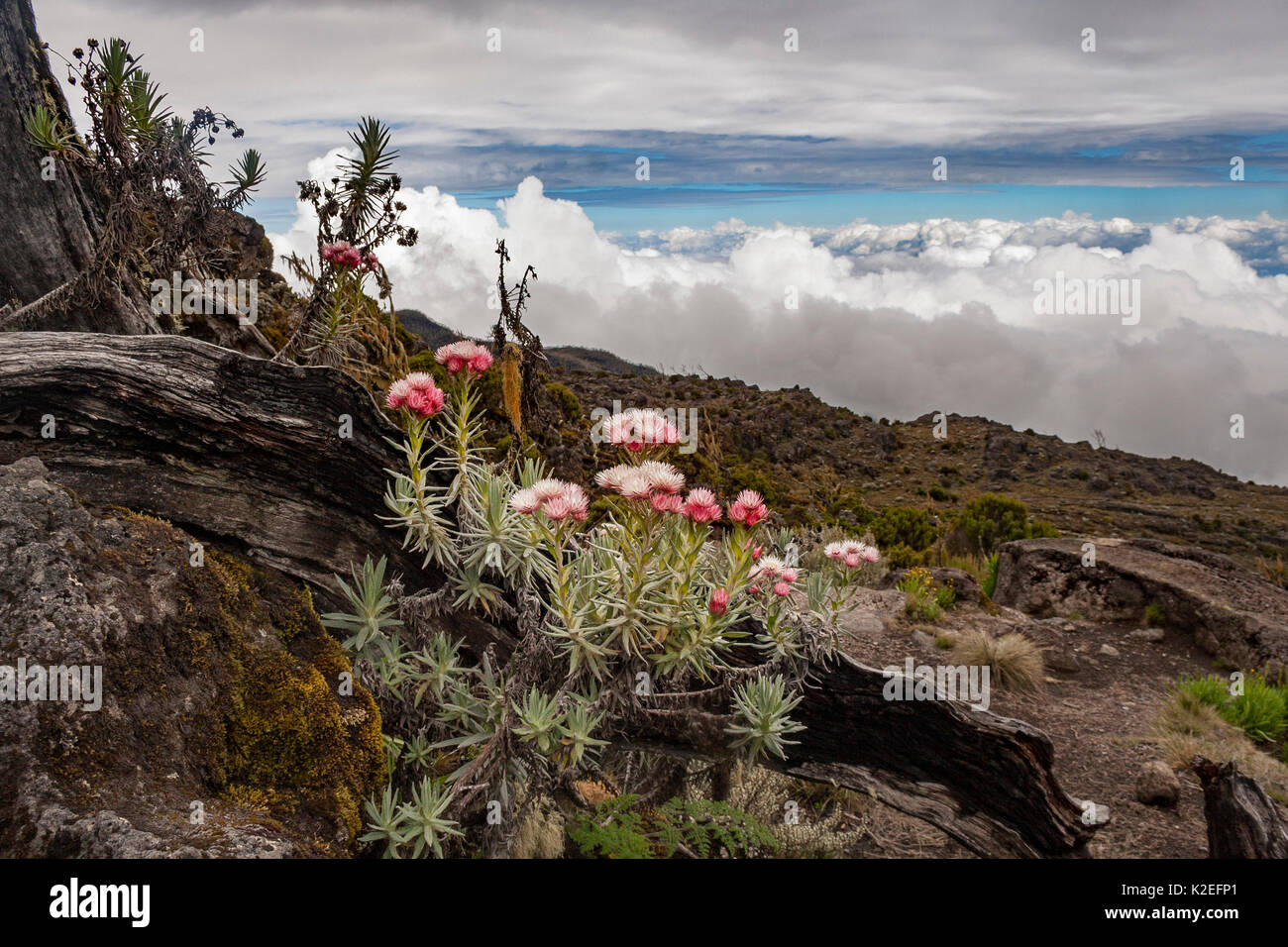 Helichrysum plant flowers on the Machame Trail, high on the slopes of Mount Kilimanjaro, Tanzania. May 2008 Stock Photo