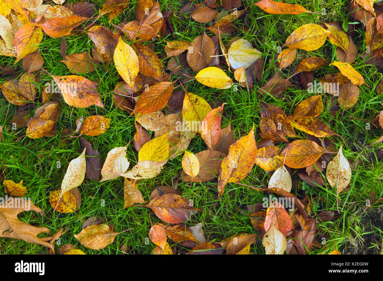 Autumn leaves on the green grassy ground Stock Photo - Alamy