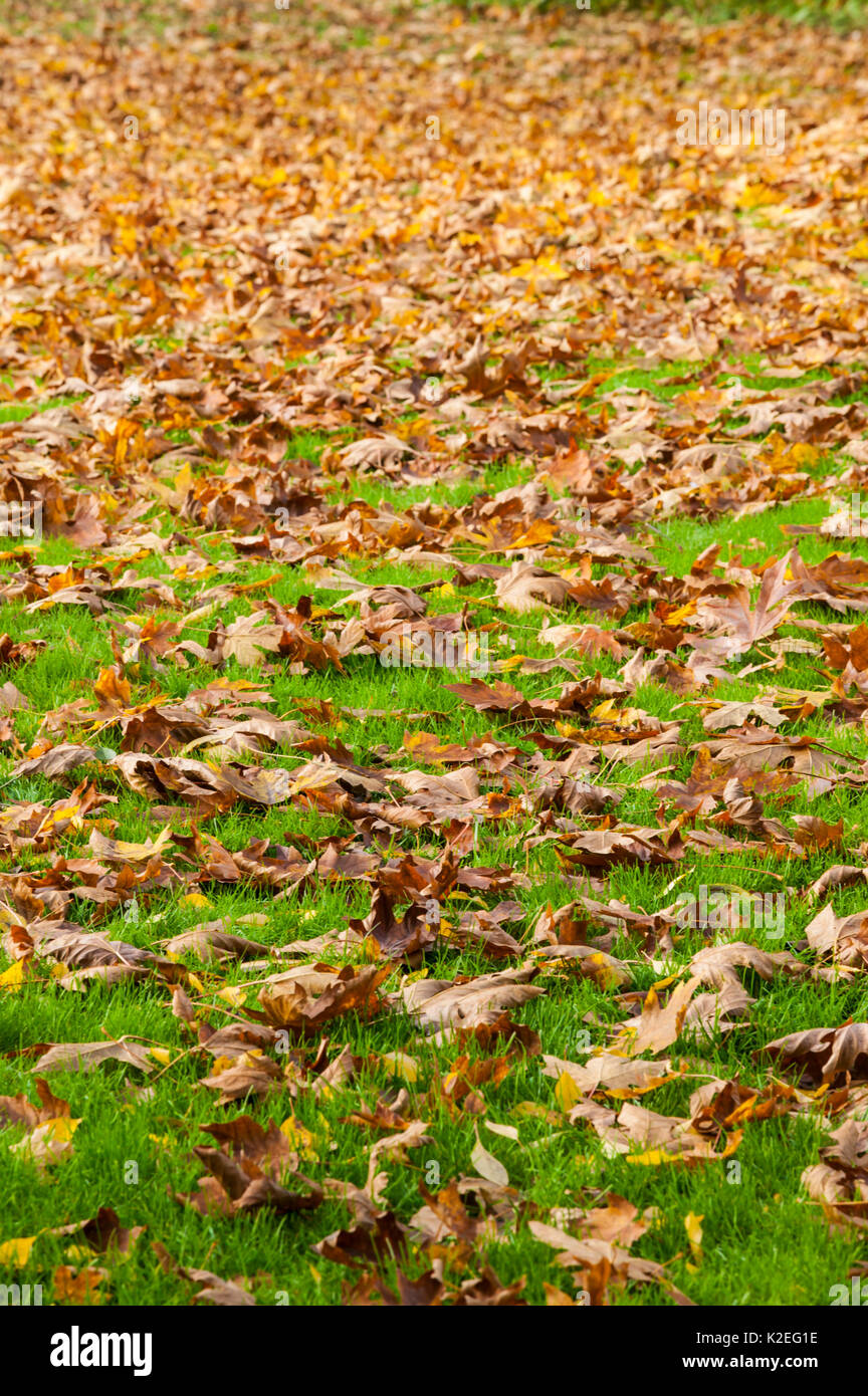 Autumn leaves on the green grassy ground Stock Photo - Alamy