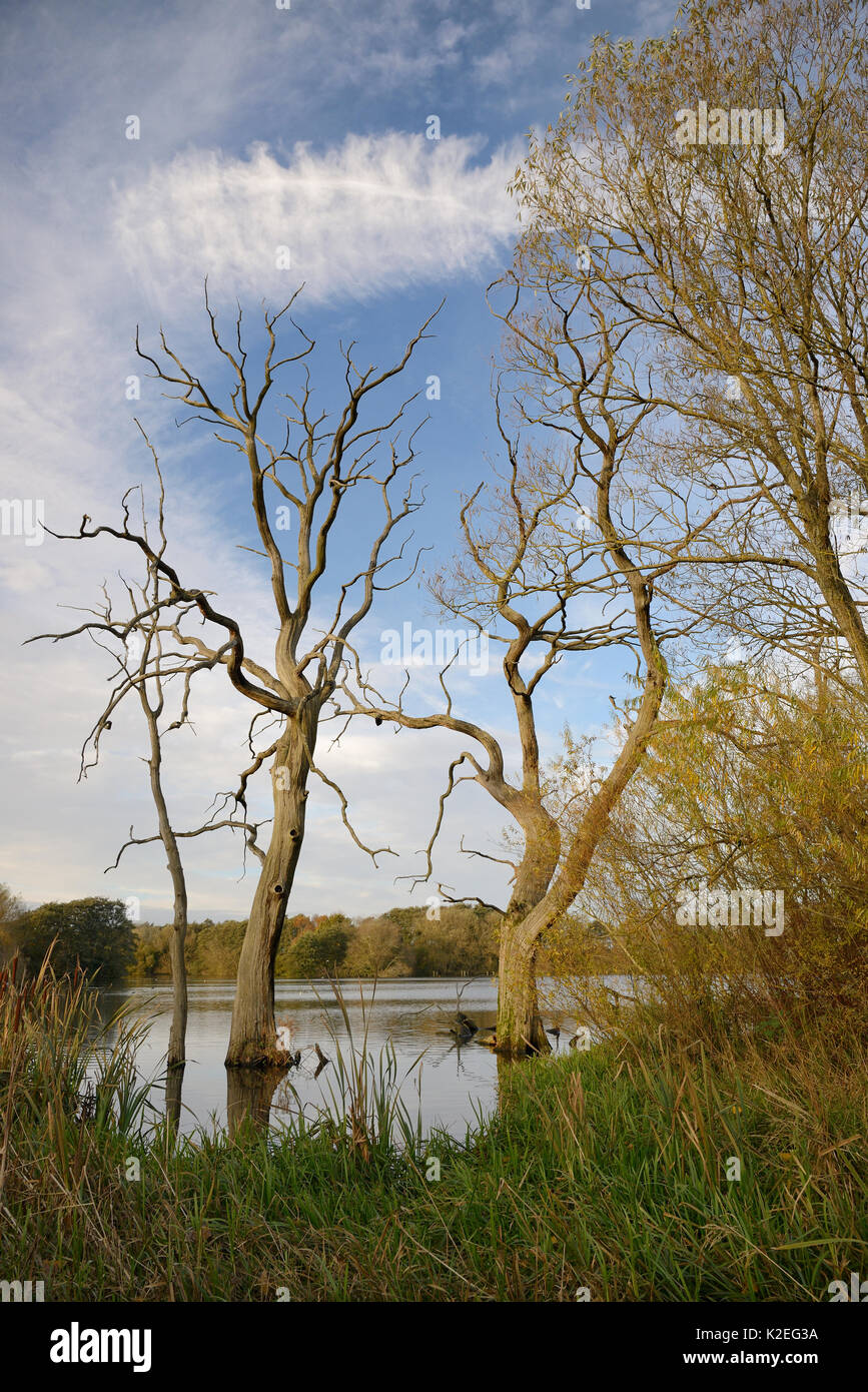 Dead Willow trees (Salix sp.), drowned by flooding, Coate water reservoir, Swindon, UK, November. Stock Photo