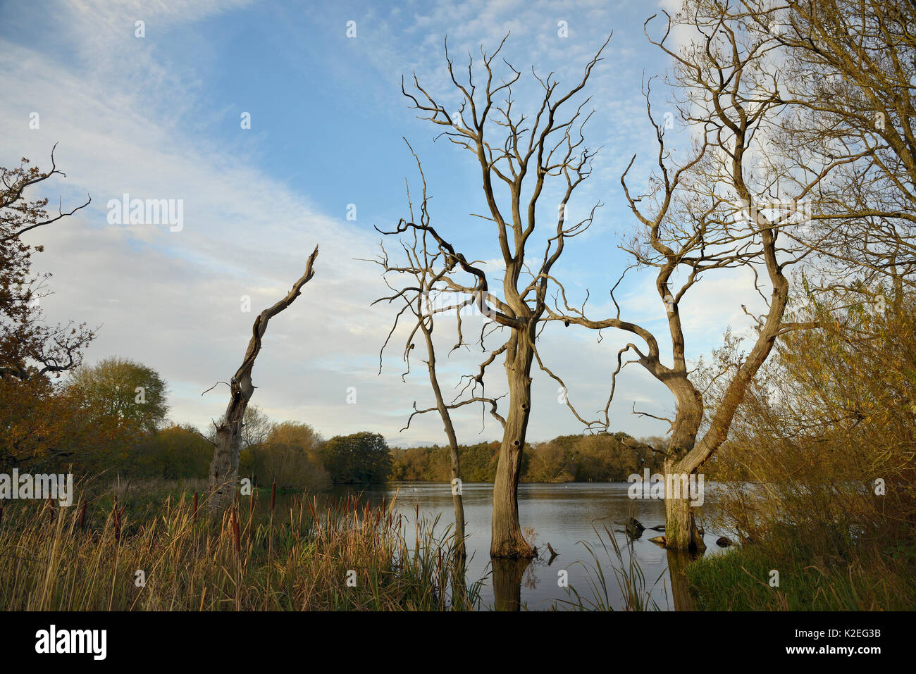 Dead Willow trees (Salix sp.), drowned by flooding, Coate water reservoir, Swindon, UK, November. Stock Photo