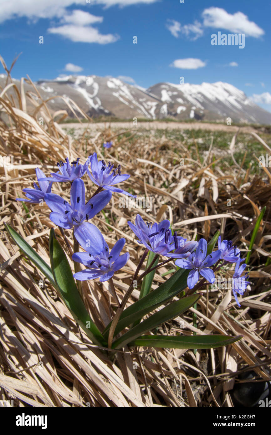 Alpine squill (Scilla bifolia) Gran sasso, Abruzzo, Italy. April Stock