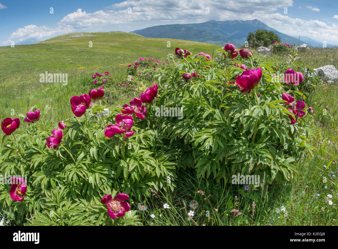 Wild peonies  (Paeonia officinalis) growing on the lower slopes of Mt Vettore, Umbria, Italy, June. Stock Photo