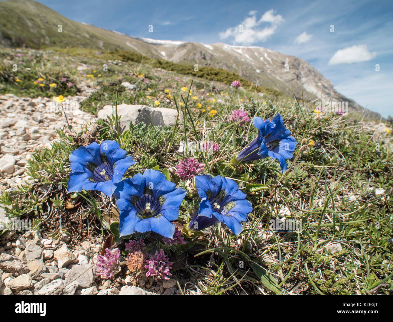 Apennine trumpet gentian (Gentiana dinarica) photographed on the slopes of Mount Vettore, Umbria, Italy, May. Stock Photo