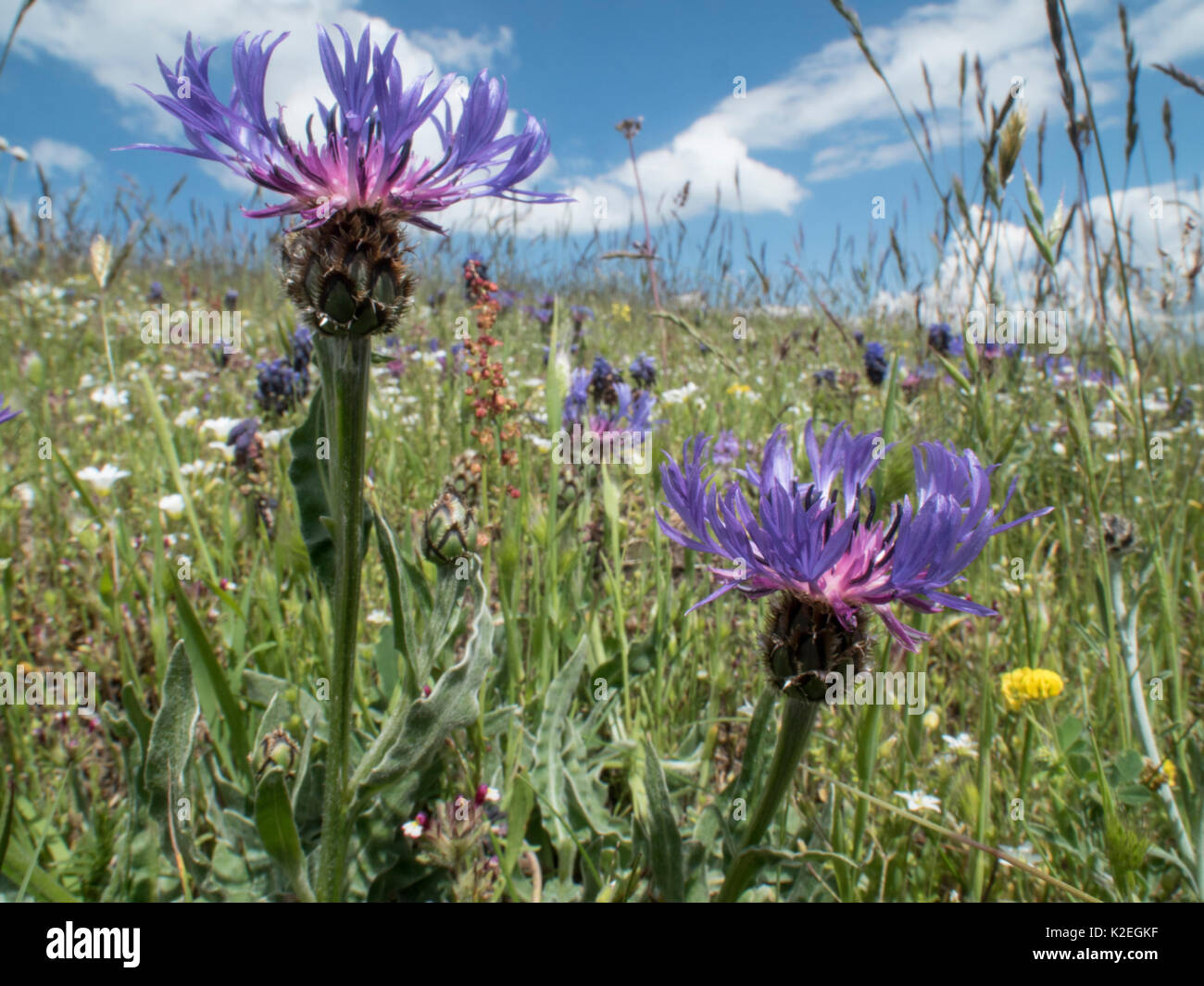 Mountain cornflower  (Centaurea montana) Mount Vettore, Sibillini, Umbria Italy. June. Stock Photo