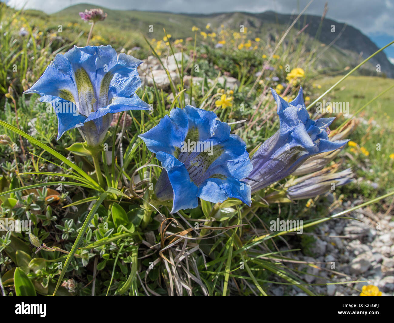 Apennine trumpet gentian (Gentiana dinarica) on the slopes of Mount Vettore, Umbria, Italy, May. Stock Photo