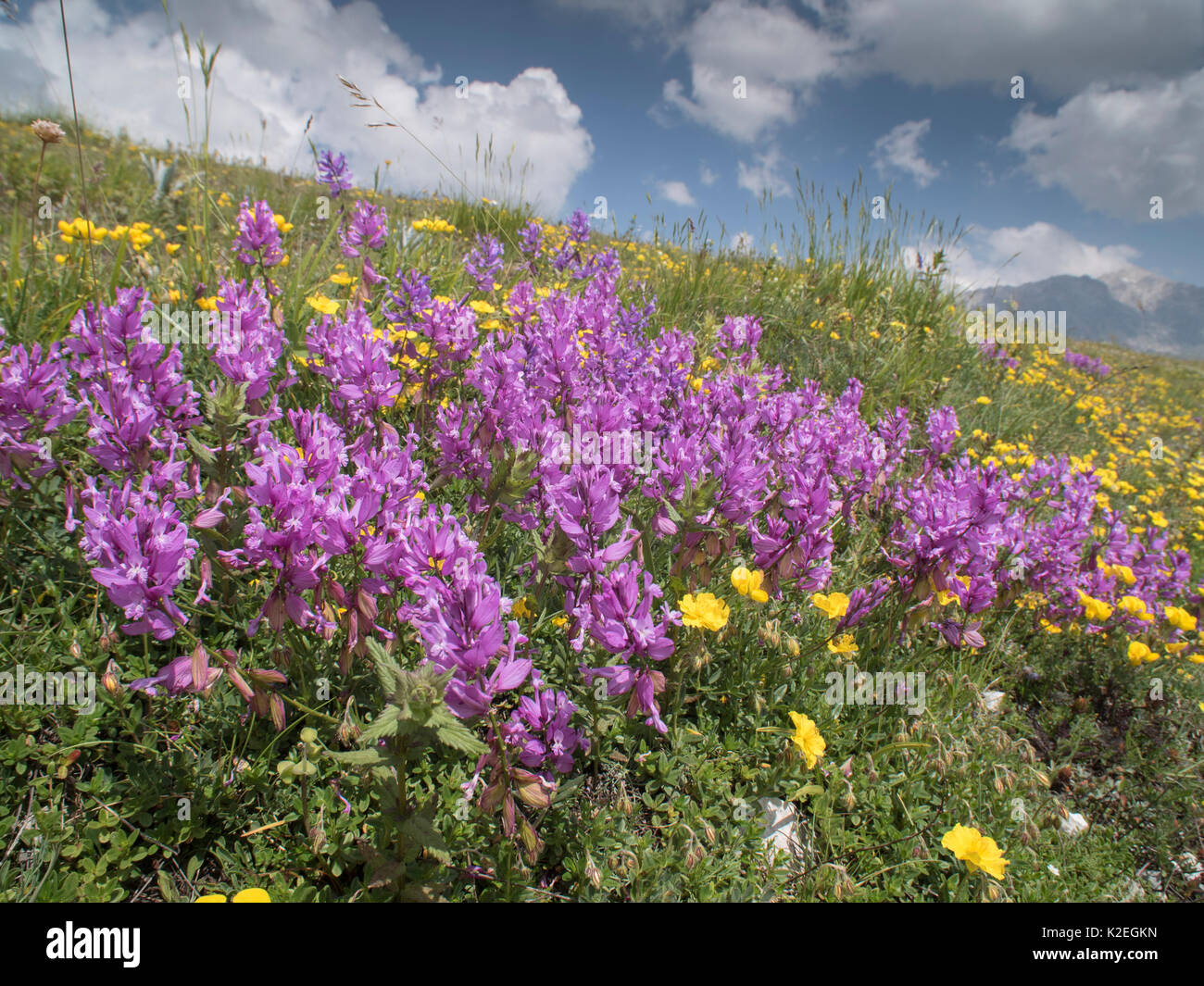 Great milkwort (Polygala major) Campo Imperatore, Abruzzo, Italy June. Stock Photo