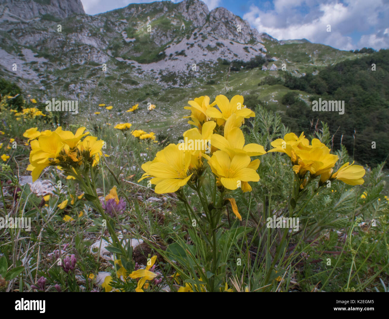 Yellow flax (Linum capitatum ssp serrulatum), Apennines. Terminillo, Lazio, July 2016 Stock Photo