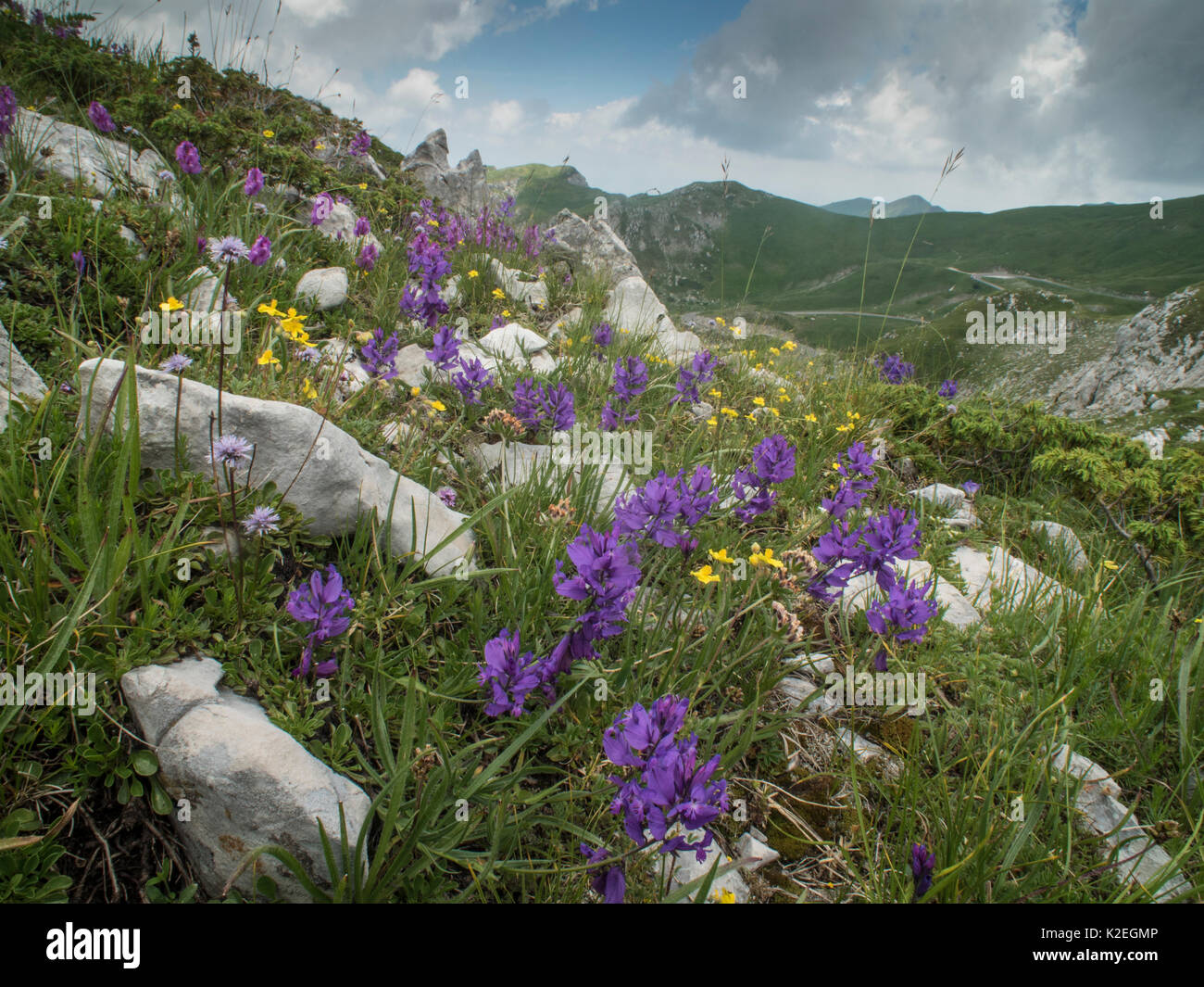 Great milkwort (Polygala major) Campo Imperatore, Abruzzo, Italy June 2016 Stock Photo