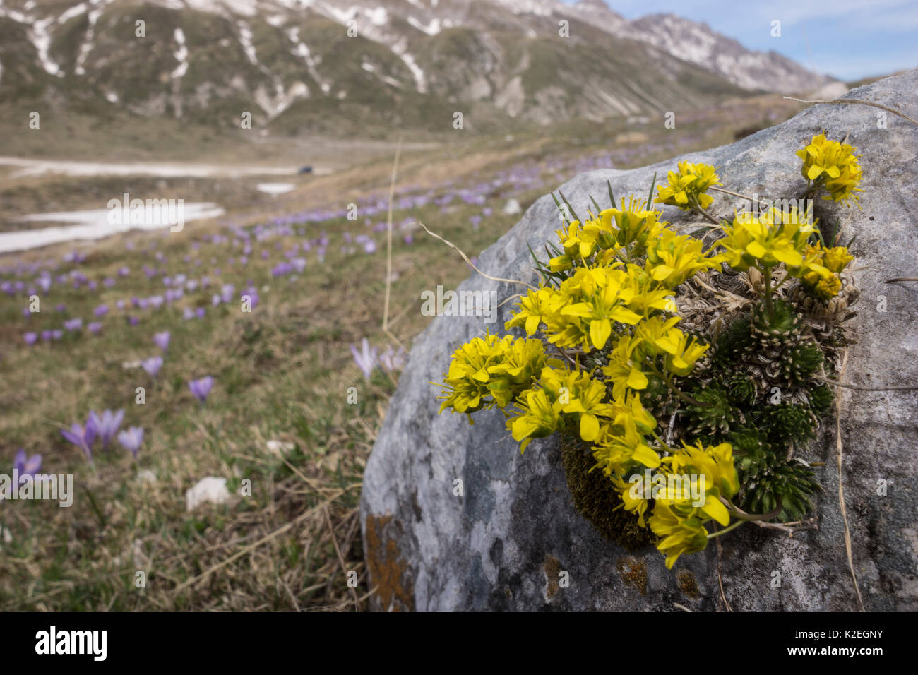 Yellow whitlow grass (Draba aizoides) at Pennard castle). Campo Imperatore (Abruzzo) Italy, April. Stock Photo