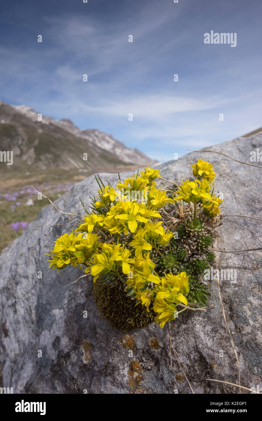 Yellow whitlow grass (Draba aizoides) at Pennard castle. Campo Imperatore (Abruzzo) Italy, April. Stock Photo