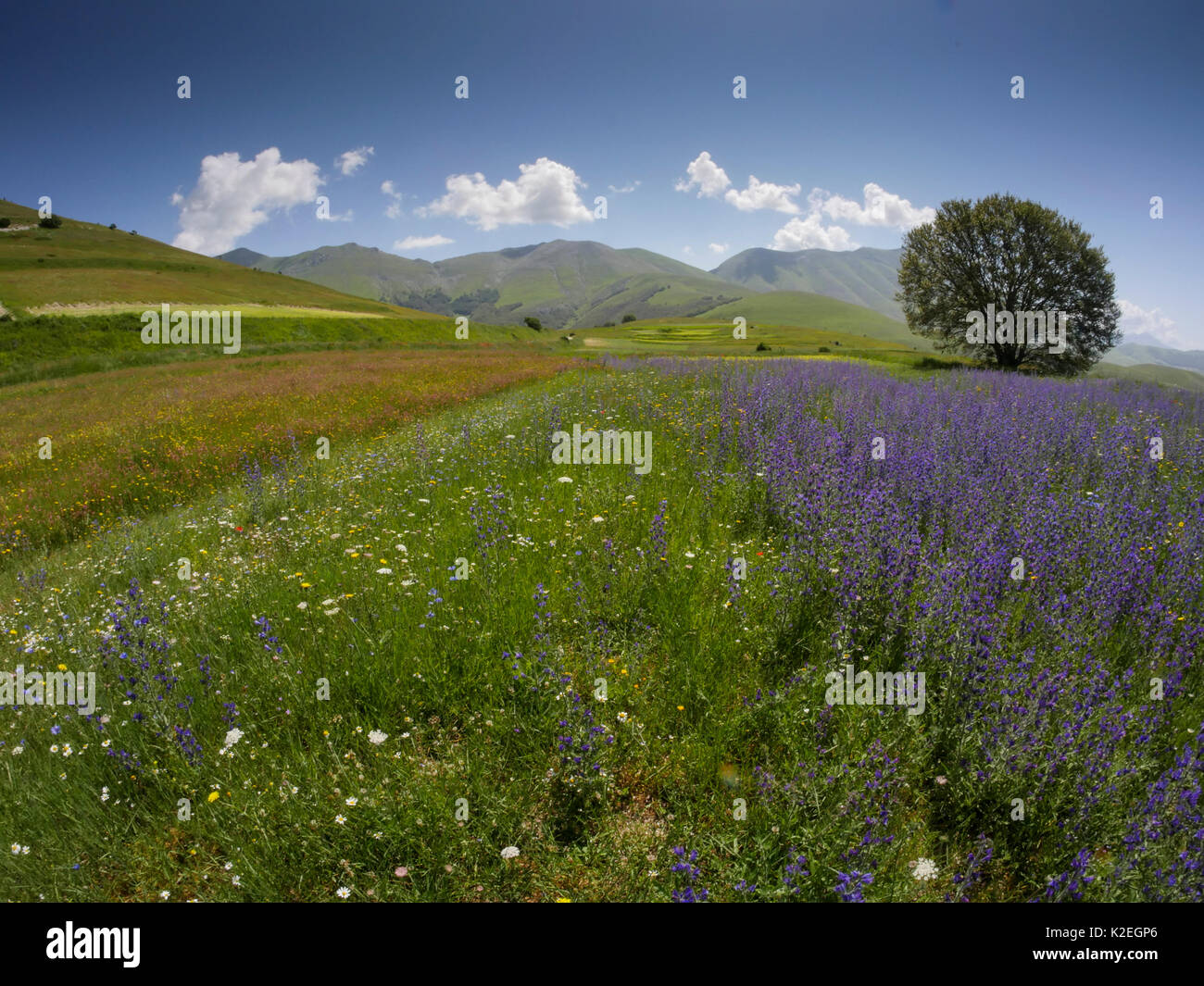 Field full of wildflowers, Castellucio di Norcia, Umbria, Italy, July. Stock Photo