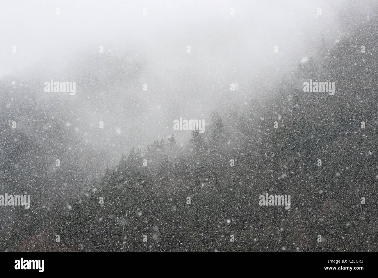 Snow falling over forest, Cevennes National Park, France, March 2016. Stock Photo