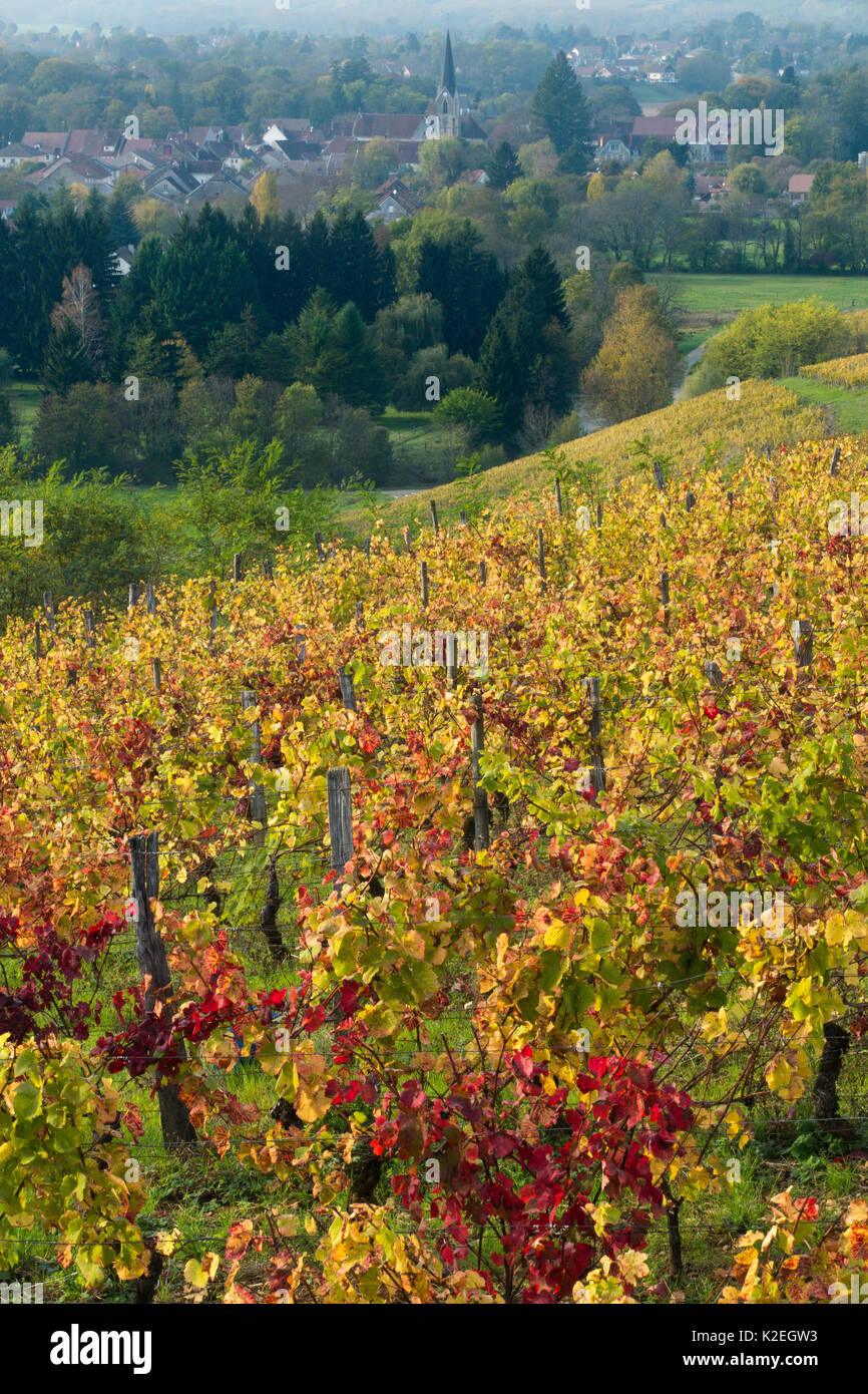 Vineyards near Chateau-Chalon, Jura, Franche-Comte, France, October. Stock Photo