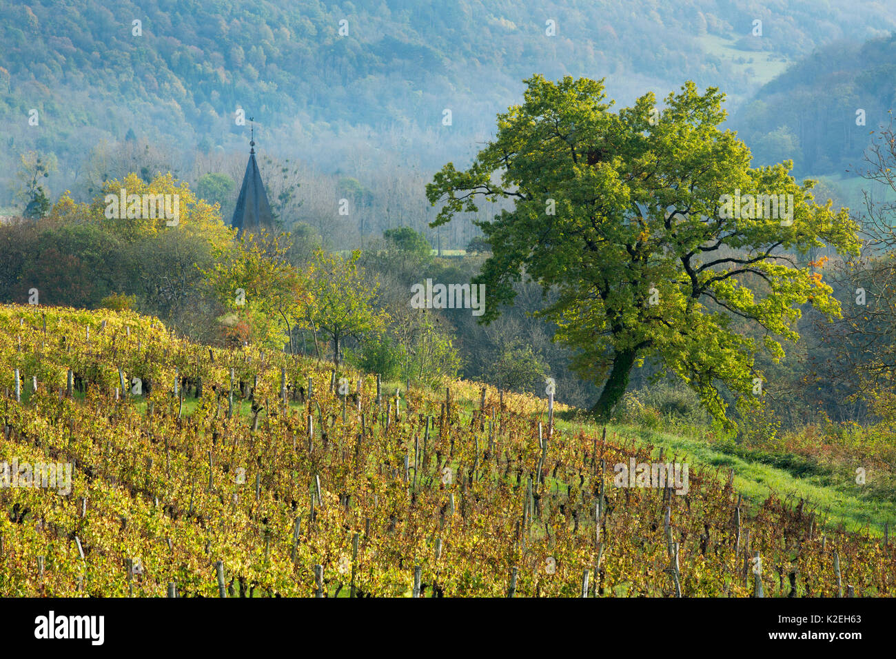 Vineyards near ChÃ¢teau-Chalon, Jura, Franche-Comte, France, October 2014. Stock Photo