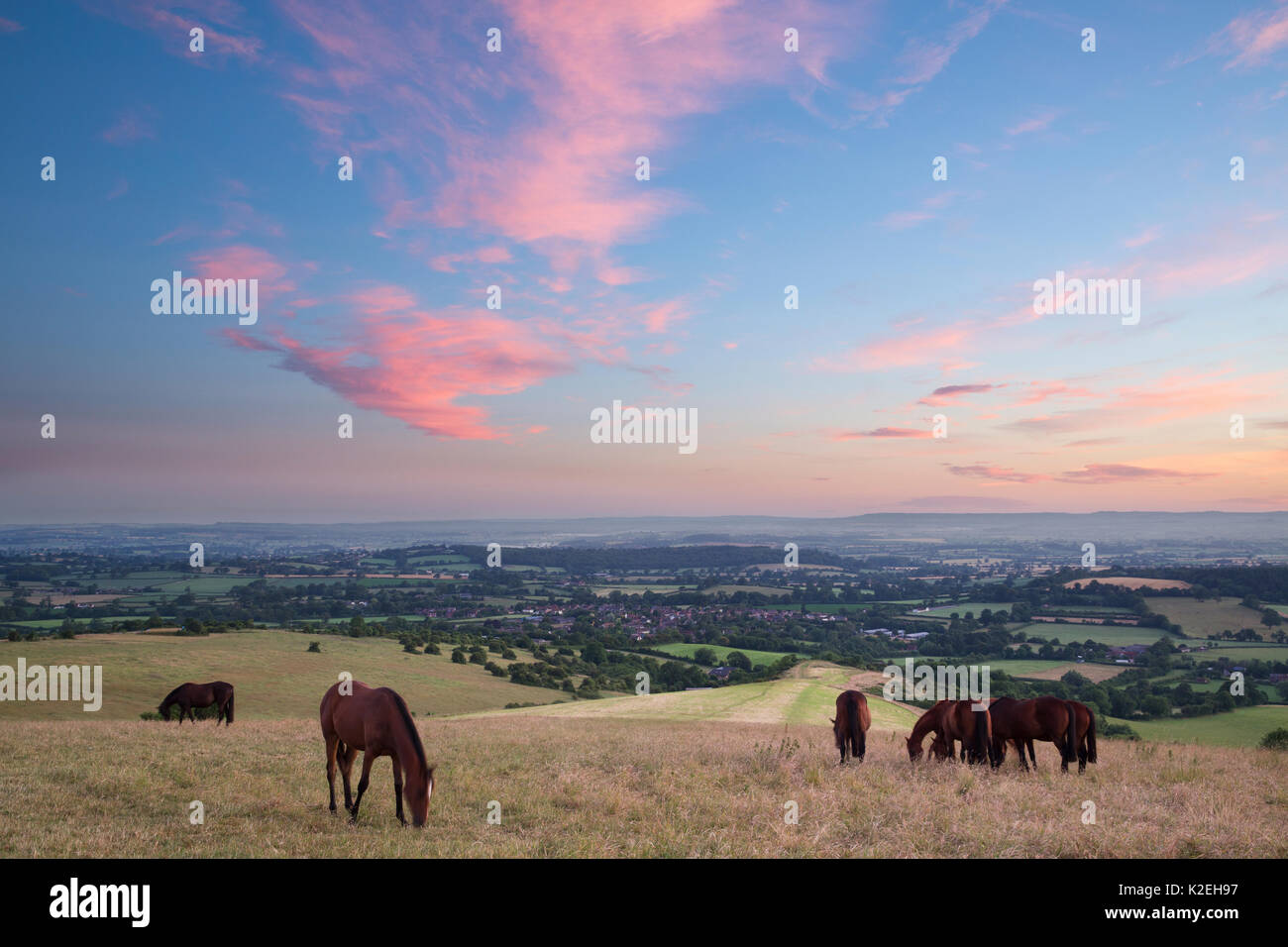 Horses grazing on Bulbarrow Hill at dawn, Dorset, England, UK, July 2014. Stock Photo