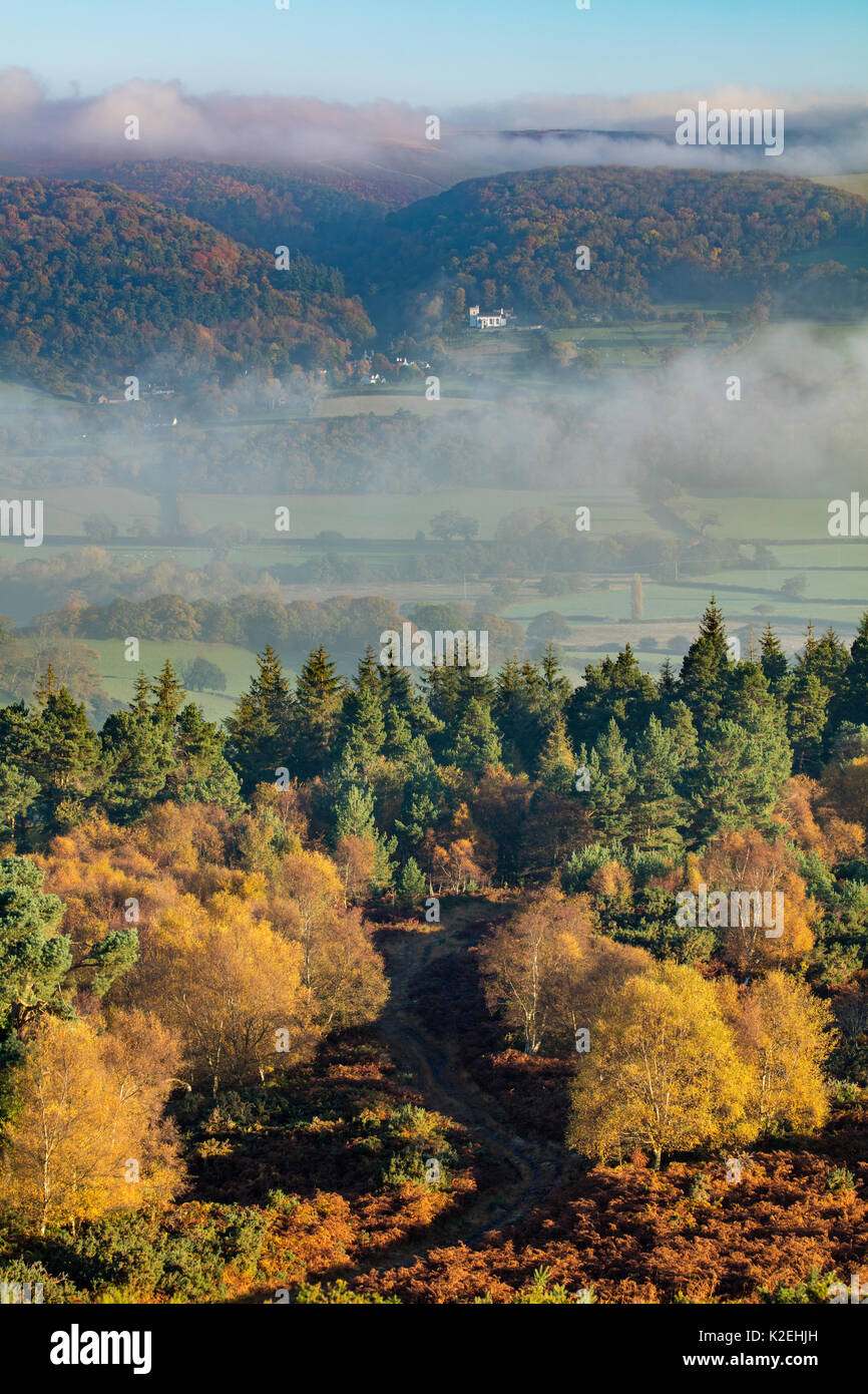 Autumnal trees near Webber's Post, with mist hanging over the Holnicote Estate, Exmoor National Park, Somerset, England, UK, November 2015. Stock Photo