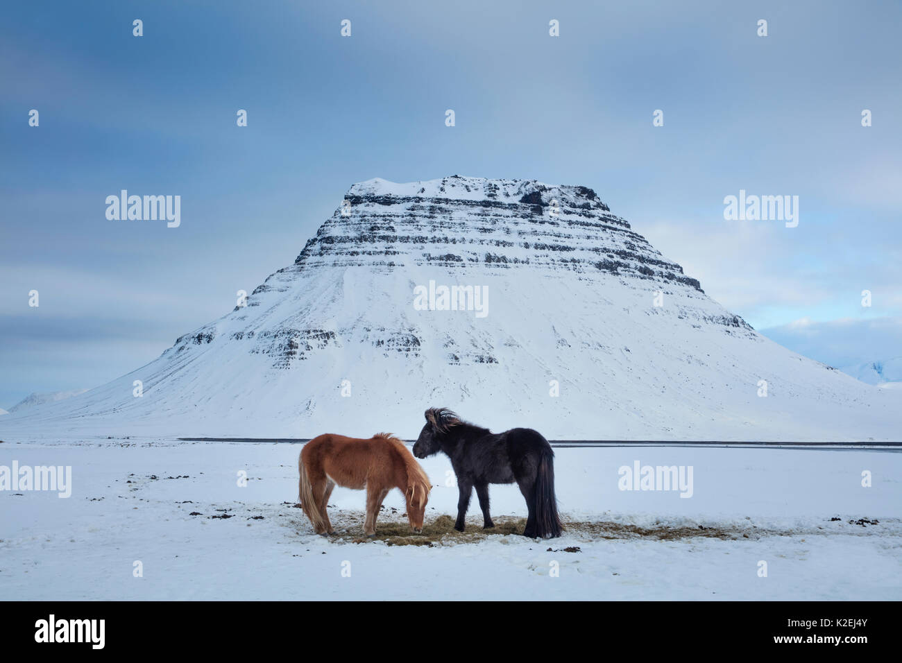 Horses grazing in the snow in front of Kirkjufell, Snaefellsness Peninsula, Iceland, February 2016. Stock Photo