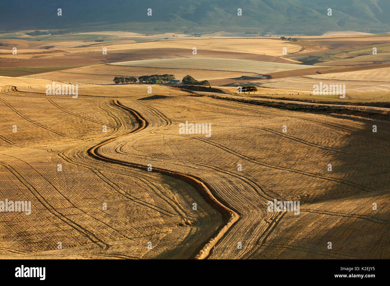 Rolling farmland in the Overberg region near Villiersdorp, Western Cape