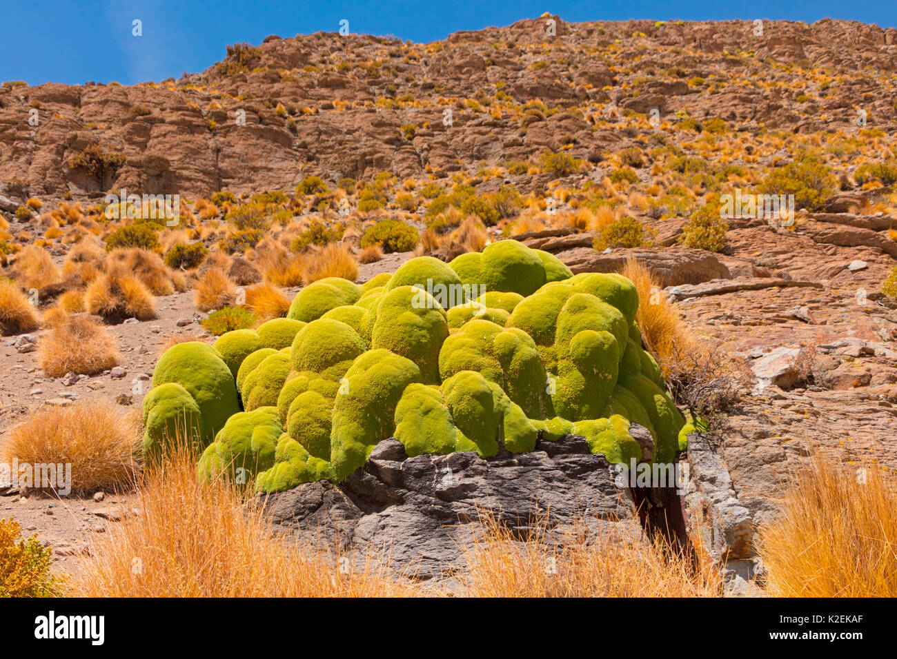 Giant cushion plant (Azorella compacta). Bolivia. Stock Photo