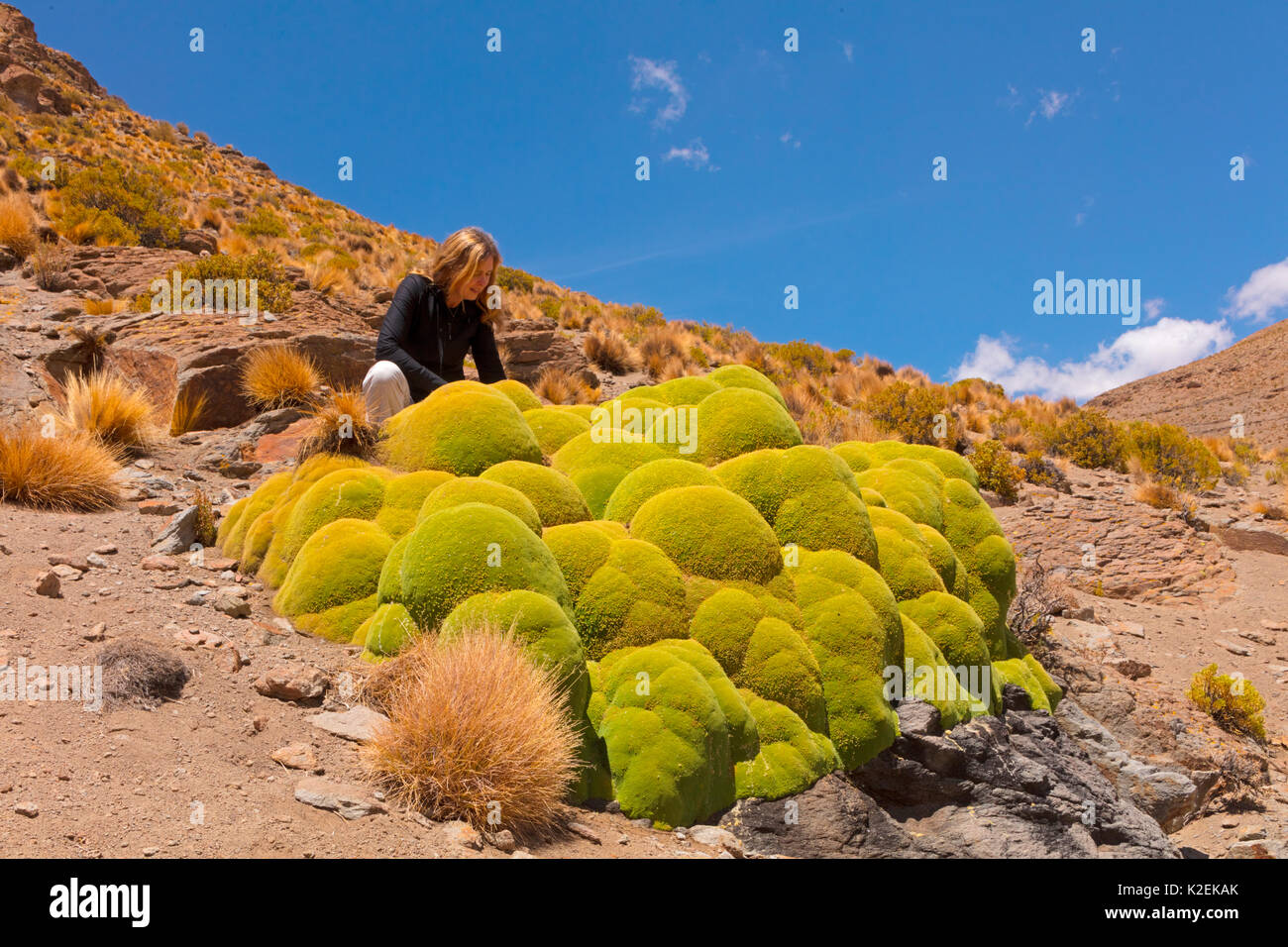 Woman looking at Giant cushion plant (Azorella compacta). Bolivia. Stock Photo