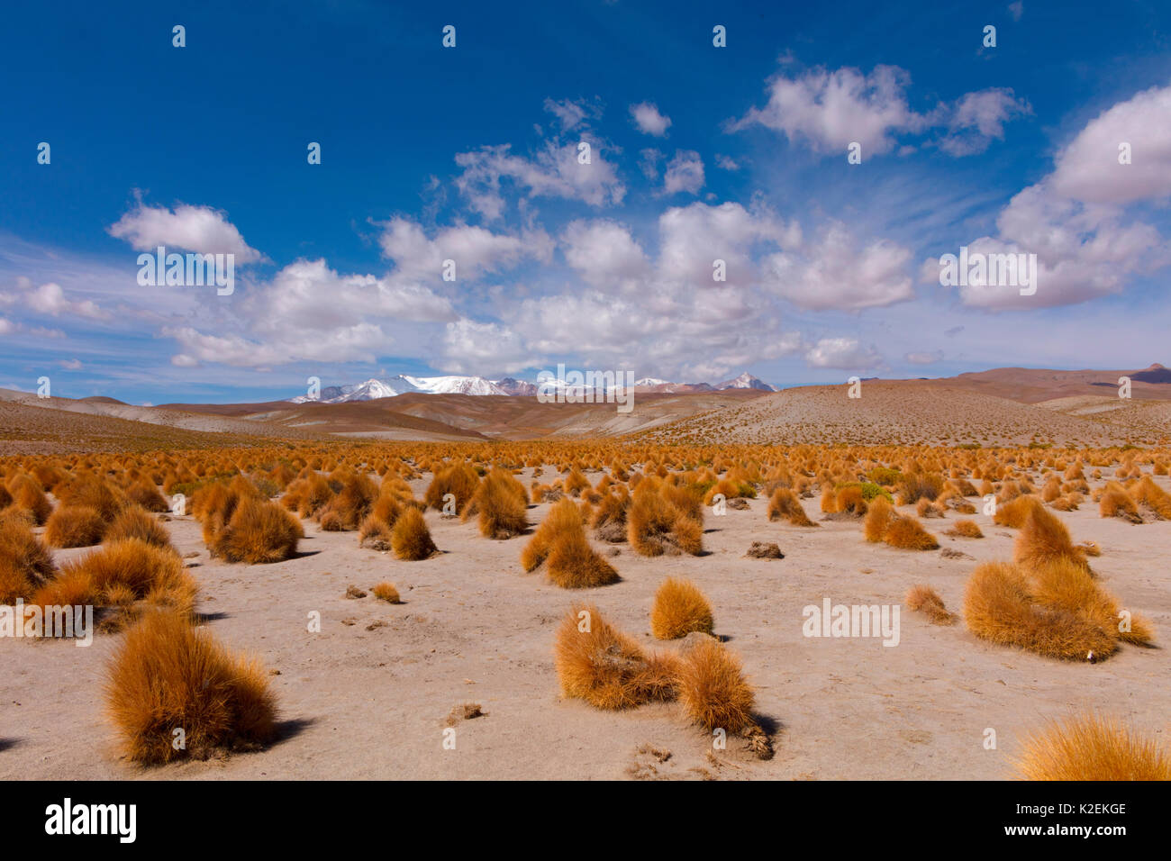 High Altiplano with tussock grass called Paja brava (Festuca orthophylla). Ciudad del Encanto, Bolivia. Stock Photo