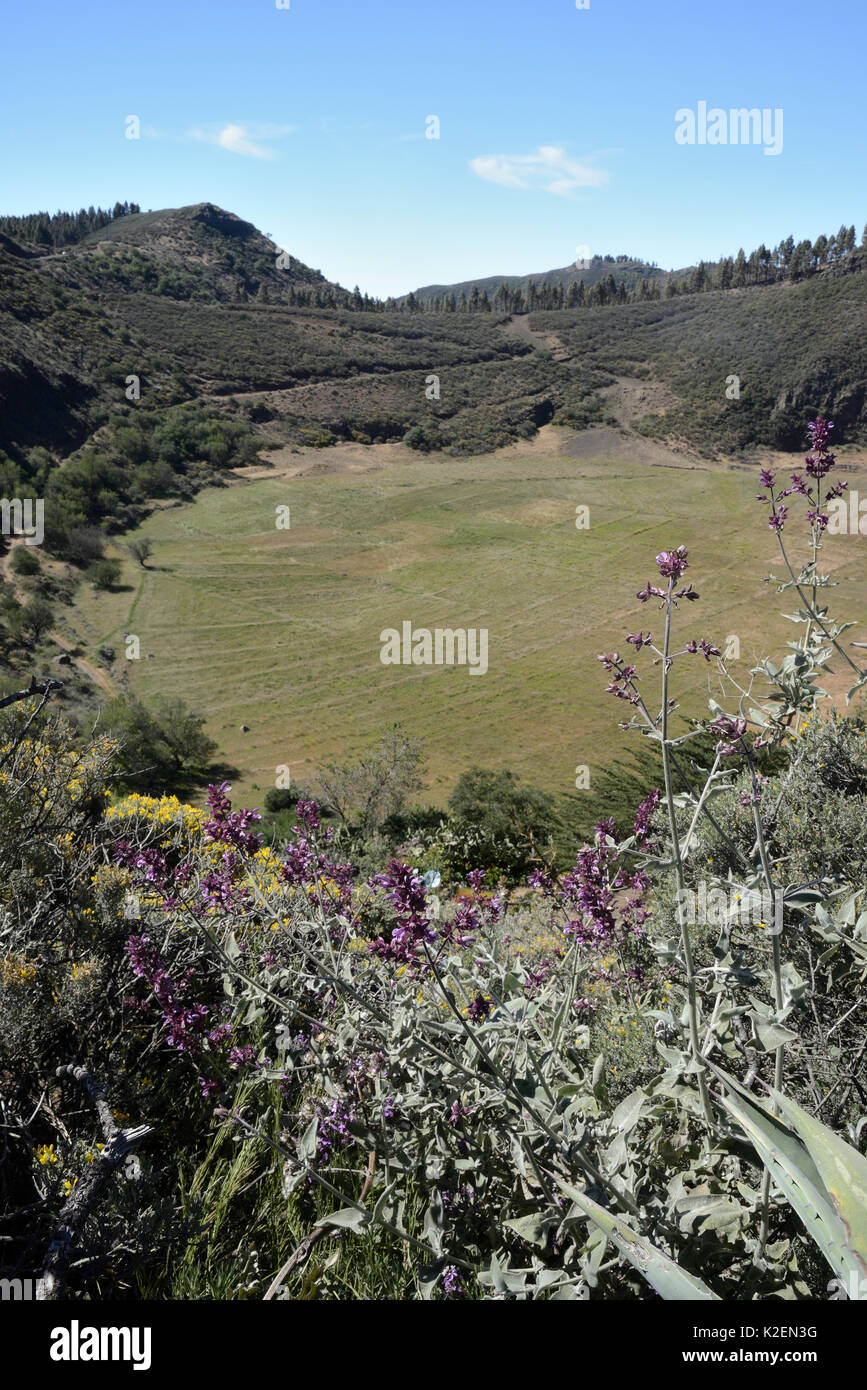 Caldera de los Marteles, a large volcanic crater with Canary island sage (Salvia canariensis) and Gran Canaria broom (Teline microphylla) bushes, near Rincon. Gran Canaria UNESCO Biosphere Reserve, Gran Canaria, Canary Islands.May 2016. Stock Photo