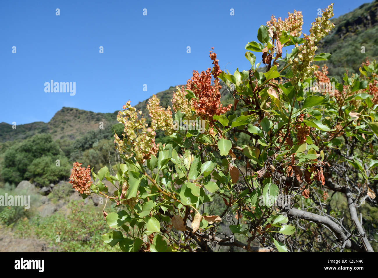 Vinegrera / Canary island sorrel (Rumex lunaria), endemic to the Canaries, flowering in mountain valley. Gran Canaria UNESCO Biosphere Reserve, Gran Canaria, Canary Islands. June. Stock Photo