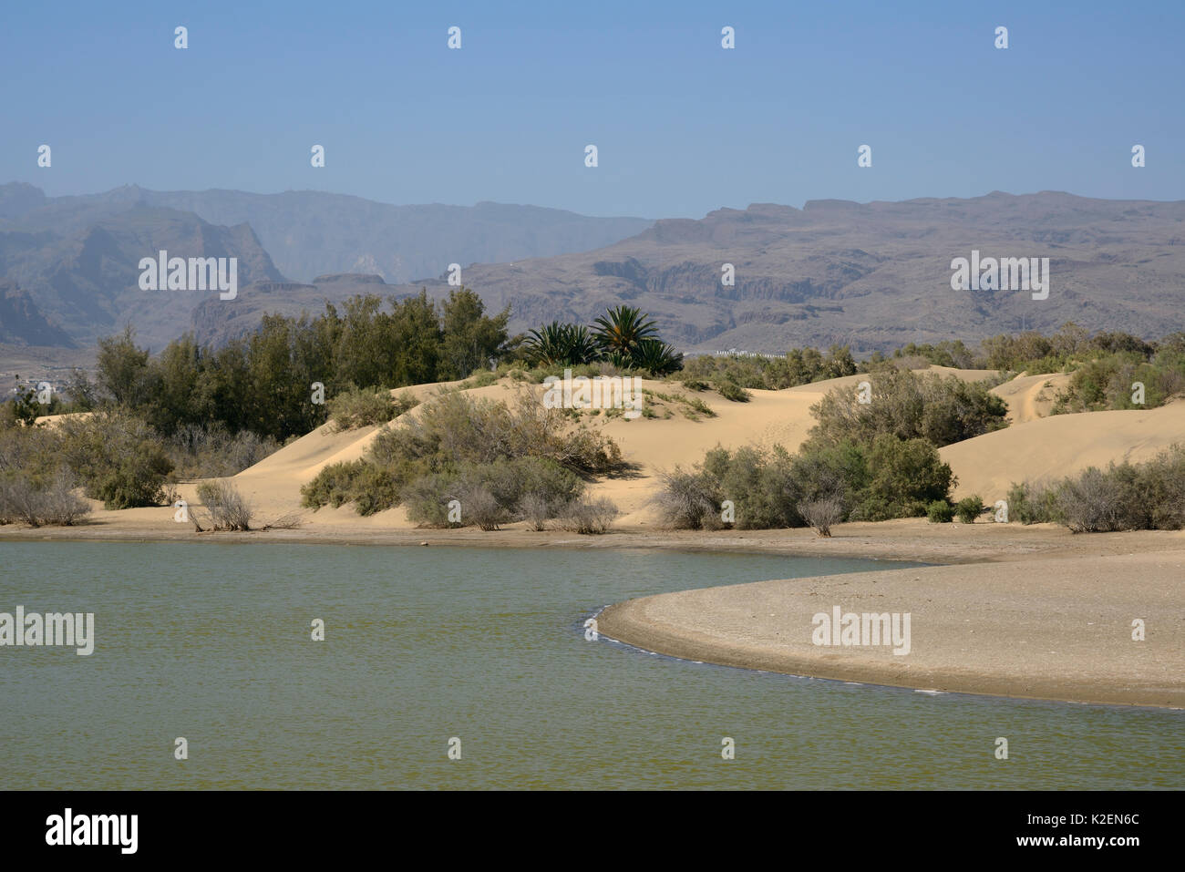 La Charca lagoon, an oasis within a large area of sand dunes, Maspalomas. Gran Canaria, UNESCO Biosphere Reserve, Gran Canaria. Canary Islands. May 2016. Stock Photo