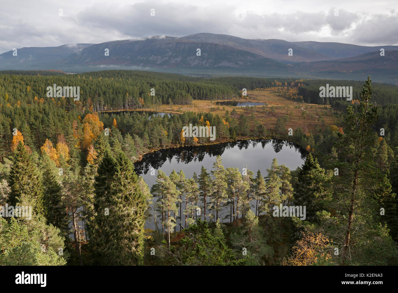 View over Uath Lochans surrounded by pine forest looking towards the Cairngorm mountains, Highlands,  Scotland, UK, October. Stock Photo