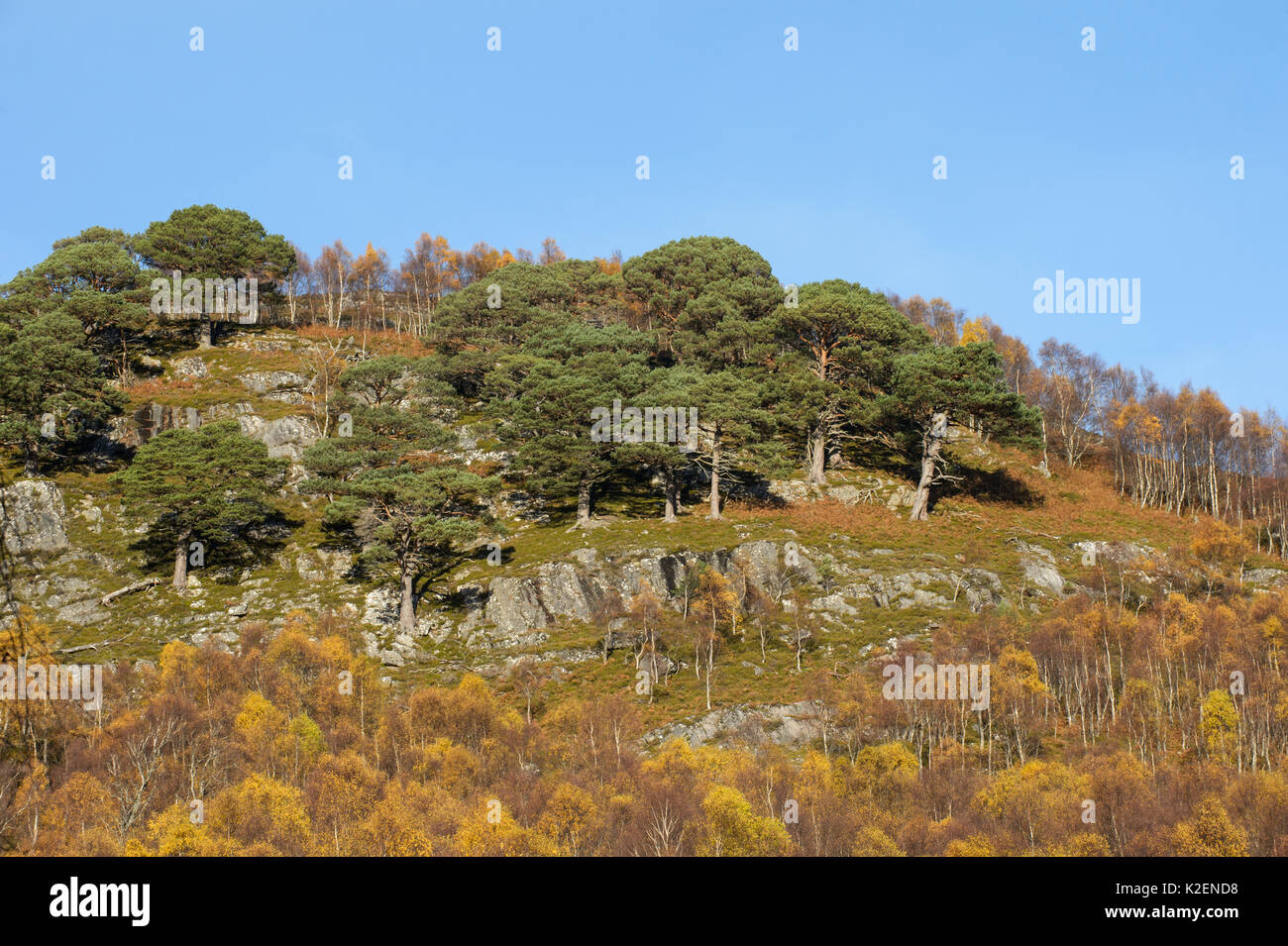 Birch tree on mountain slope hires stock photography and images Alamy