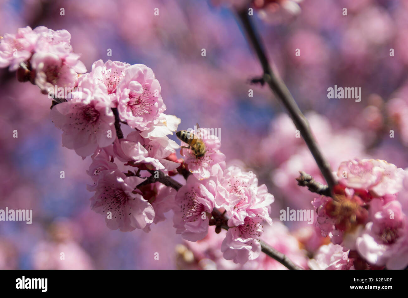 Cherry Blossom with bee in spring, Wollstonecraft, Sydney, NSW ...