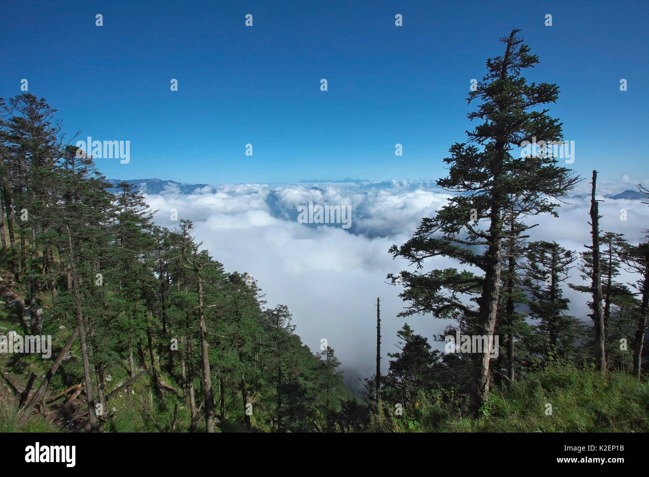 Clouds over coniferous mountain forests, Tangjiahe National Nature Reserve, Qingchuan county, Sichuan Province, China. August 2009 Stock Photo