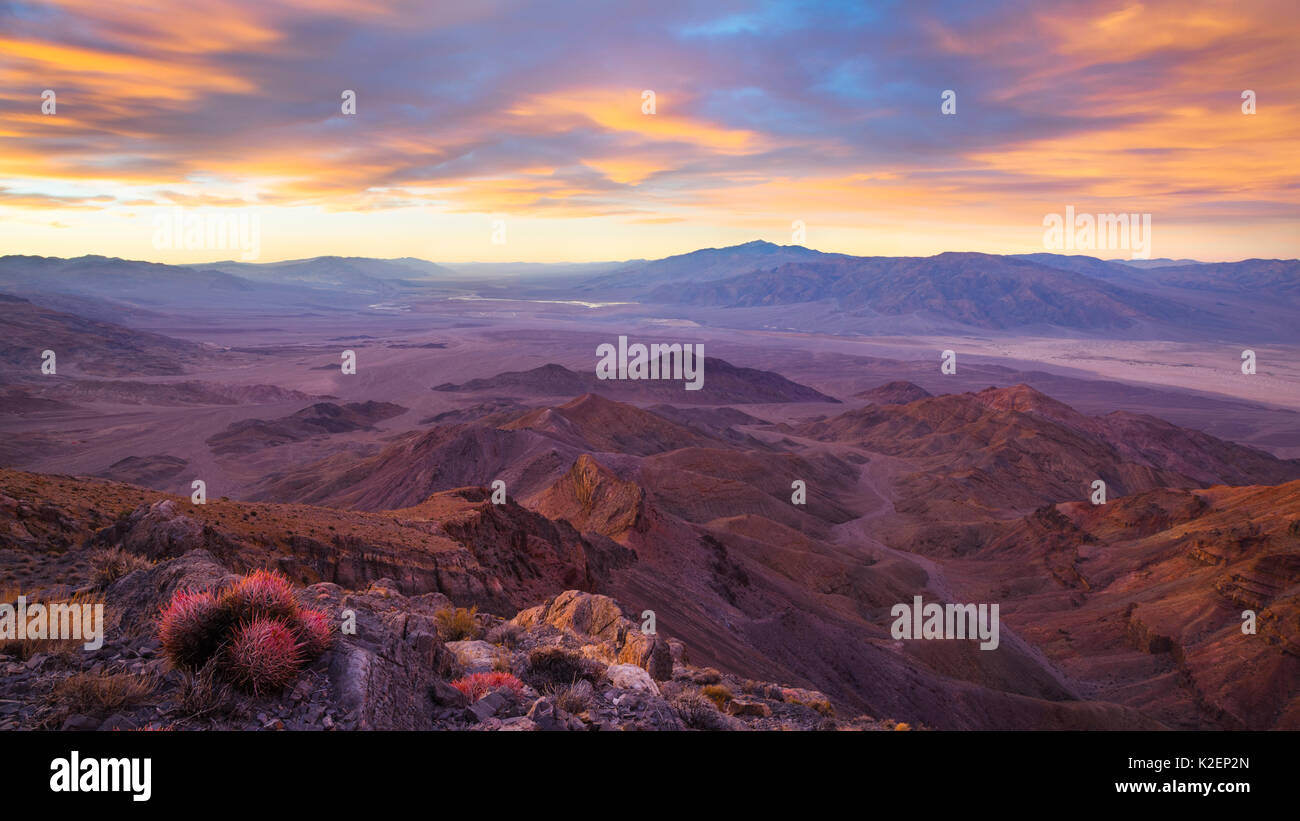 Sunrise over Death Valley (from Corkscrew Peak) with Cottontop cactus  (Echinocactus polycephalus). View extending all the way to Badwater  (center left near the horizon), the Mesquite Dunes  (right), and Telescope Peak  (the highest point). Death Valley National Park, California, USA, November 2014. Stock Photo