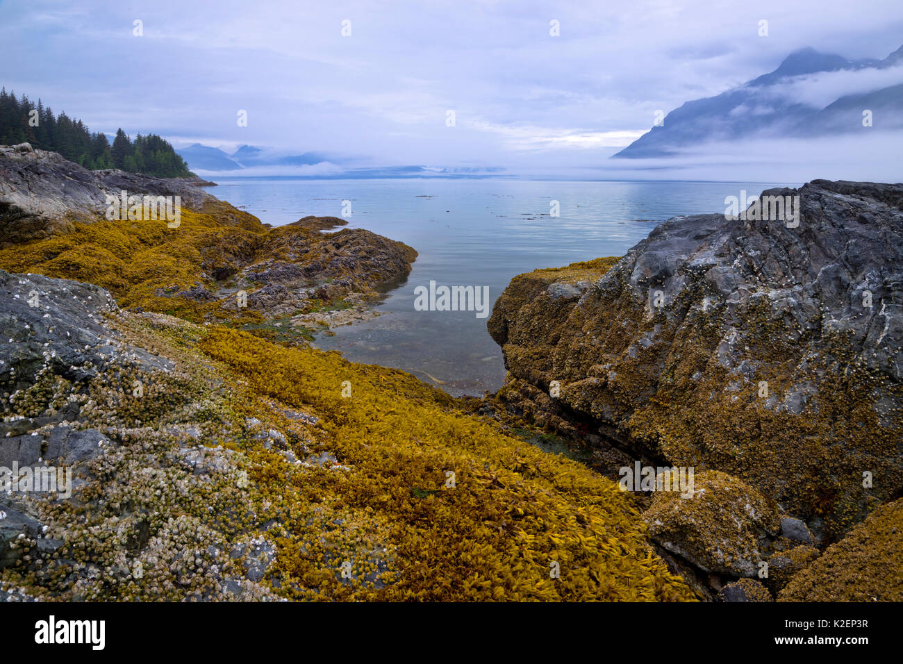 Seaweed covered rocks on the coast of Glacier Bay National, Park, Alaska, USA, August 2014. Stock Photo