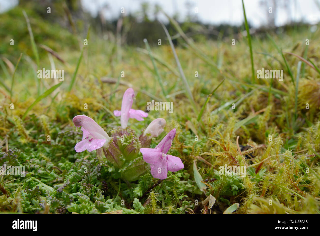 Low wide angle view of Lousewort (Pedicularis sylvatica) flowering on boggy moorland ground, partially parasitic on the roots of nearby plants, Bodmin moor, Cornwall, UK, May. Stock Photo