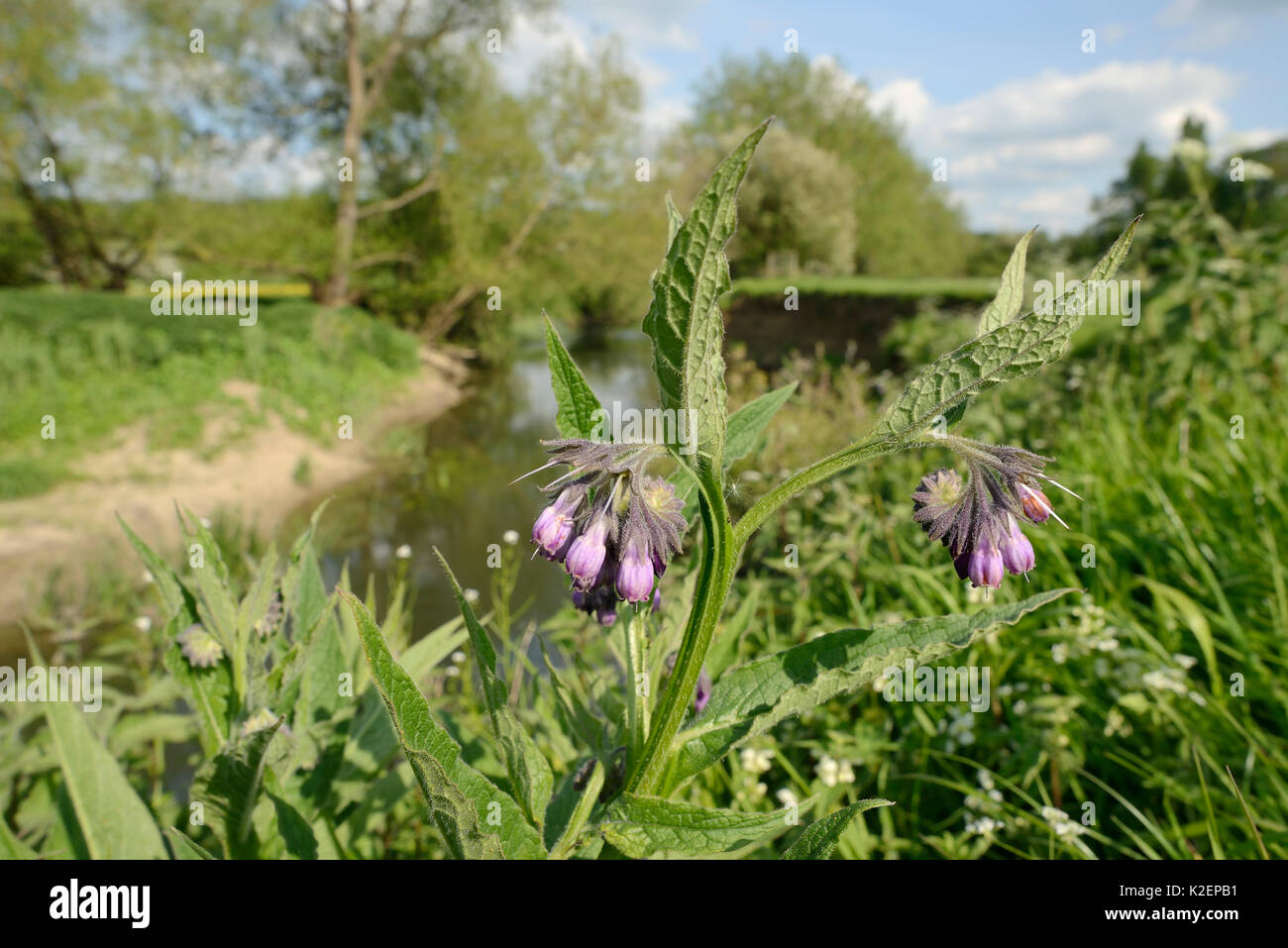 Common comfrey (Symphytum officinale) flowering on the banks of the River Avon, Lacock, Wiltshire, UK, May. Stock Photo