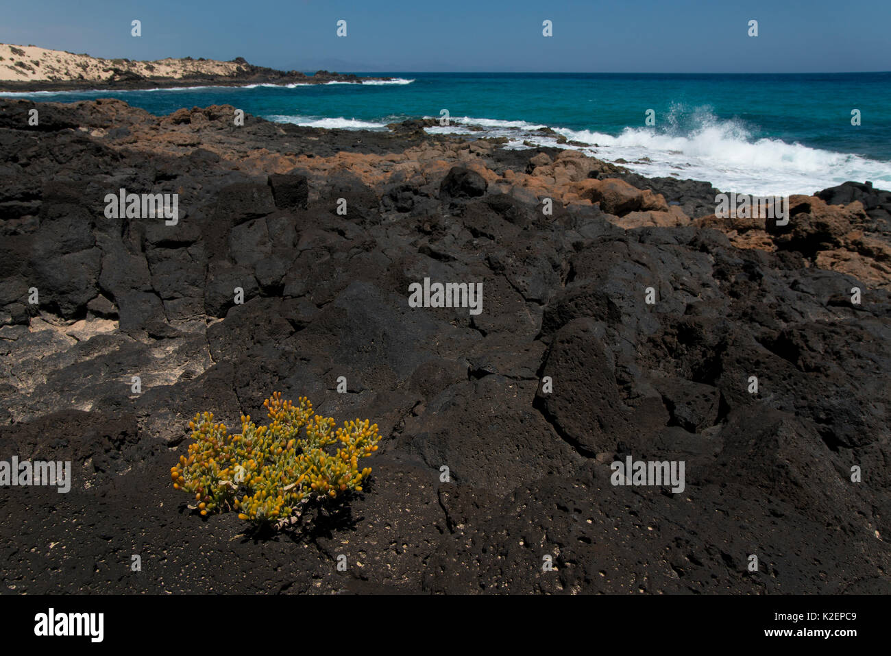 Succulent plant (Zygophyllum fontanesii) on shore, Fuerteventura. April 2013. Stock Photo