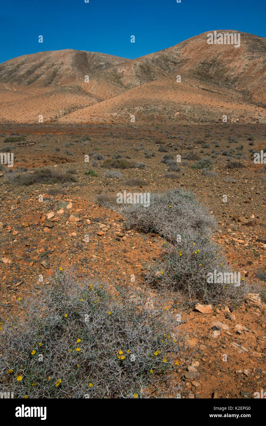 Arid landscape with Launaea arborescens in flower, Fuerteventura, Canary Islands. April 2013. Stock Photo