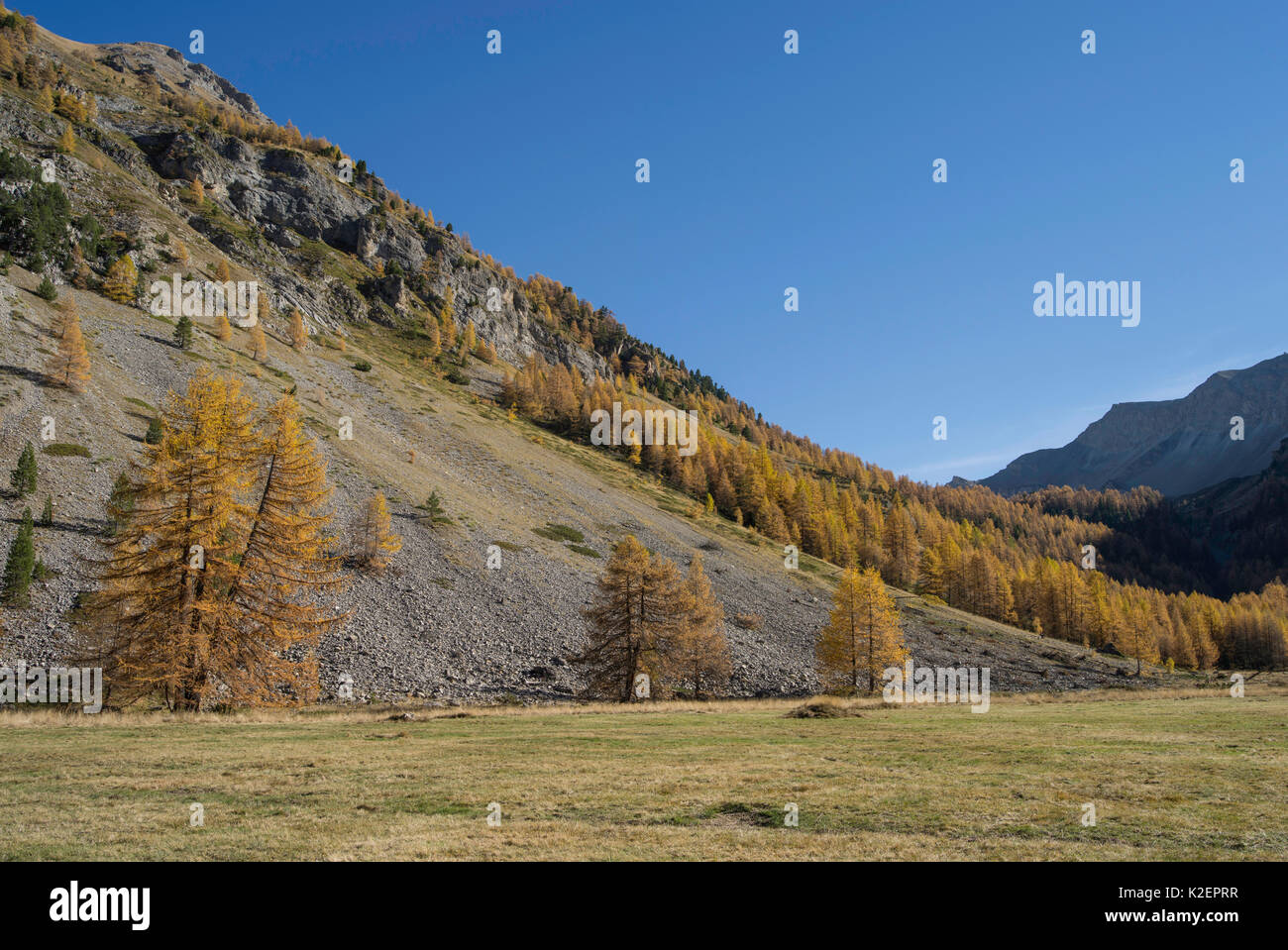 Larch (Larix sp) trees growing on mountain slope in autumn, Queyras Regional Park, Hautes-Alpes, France, November 2014. Stock Photo