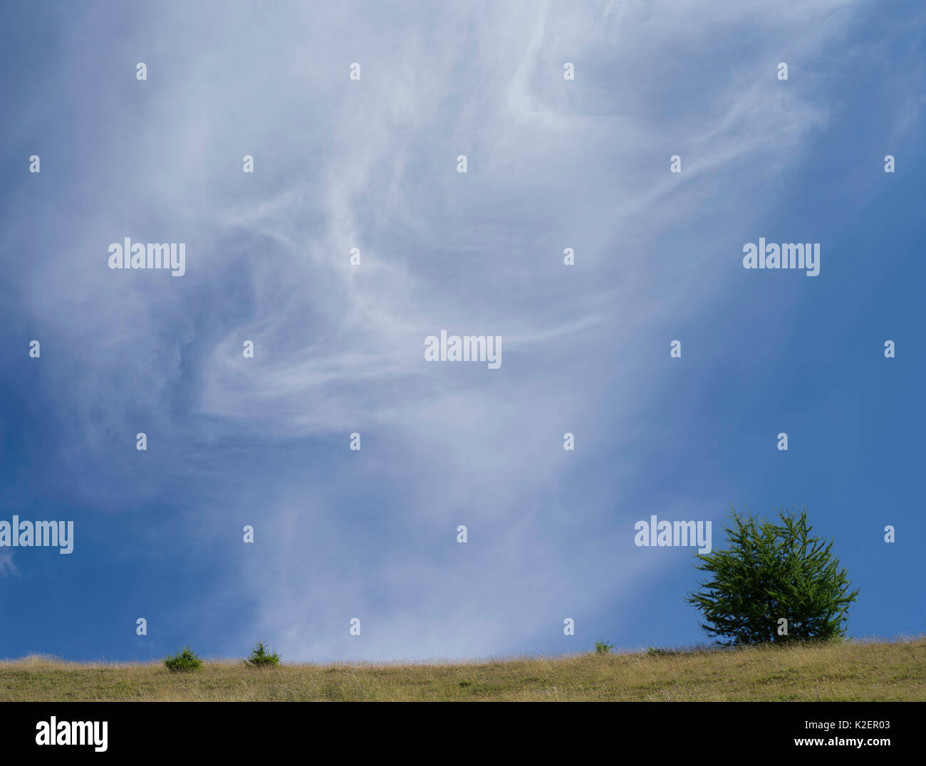 Cirrus clouds over small Larch (Larix sp), Cirque de Morgon, Hautes-Alpes, France, August 2014. Stock Photo
