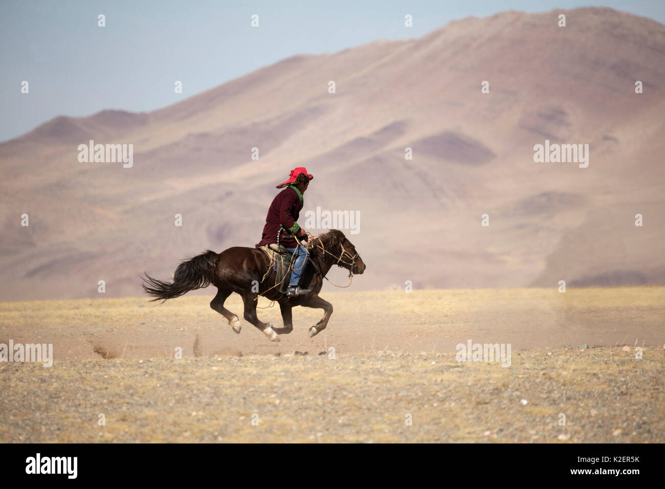 Eagle hunter gallops away on his Mongolian horse, at the Eagle Hunters Festival, near Sagsai, Bayan-Ulgii Aymag, Mongolia. September 2014.. Stock Photo